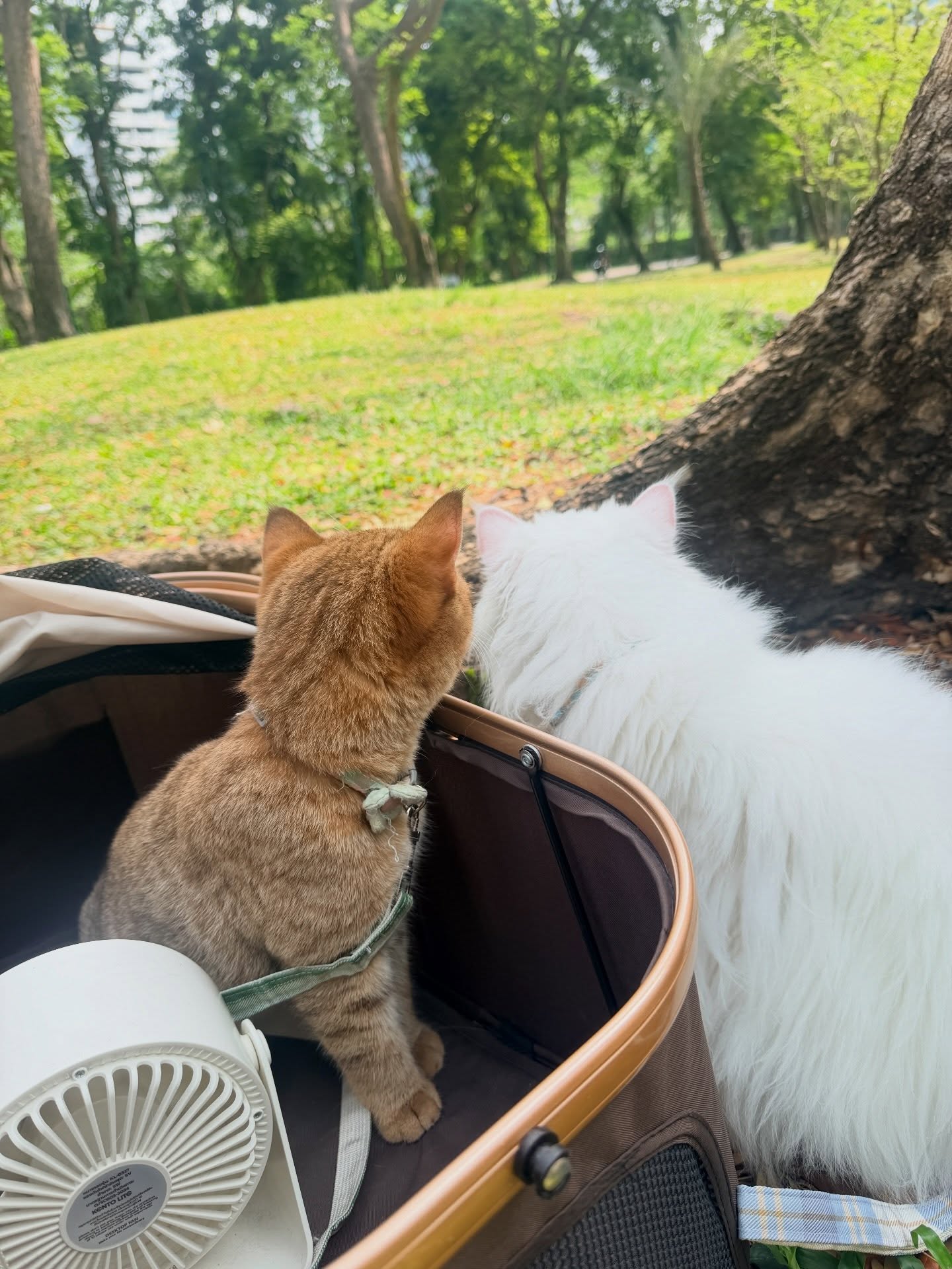 ปาล์ม - พีรวิชญ์ พินธะ