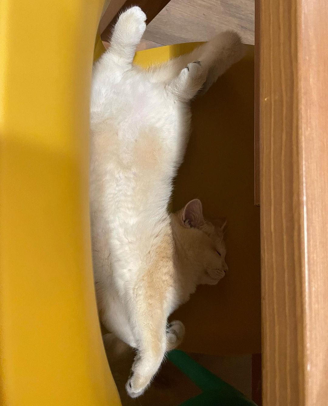 หนูนา - หนึ่งธิดา โสภณ