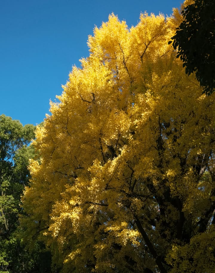 หนูนา - หนึ่งธิดา โสภณ