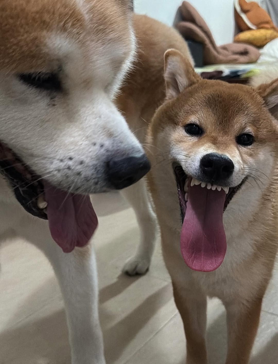 เกรท - สพล อัศวมั่นคง