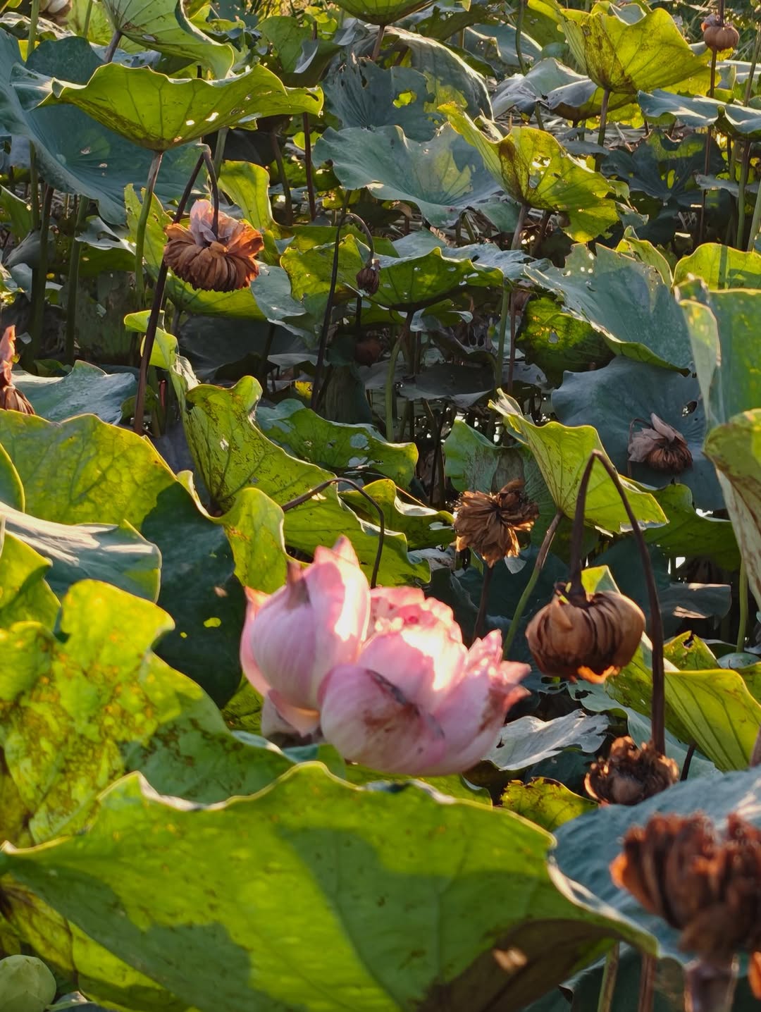 ต่อ - ธนภพ ลีรัตนขจร