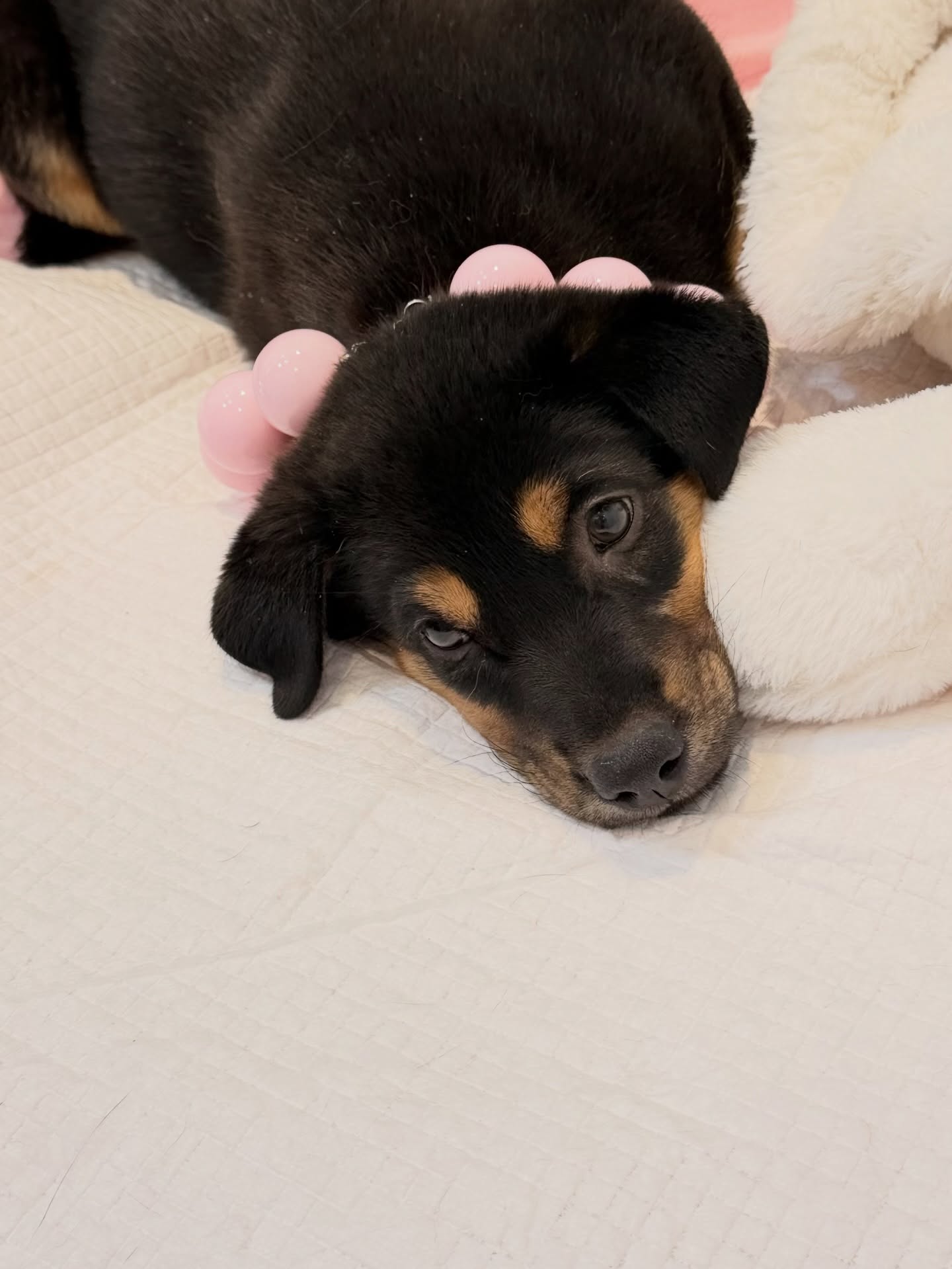 จั๊กจั่น - อคัมย์สิริ สุวรรณศุข