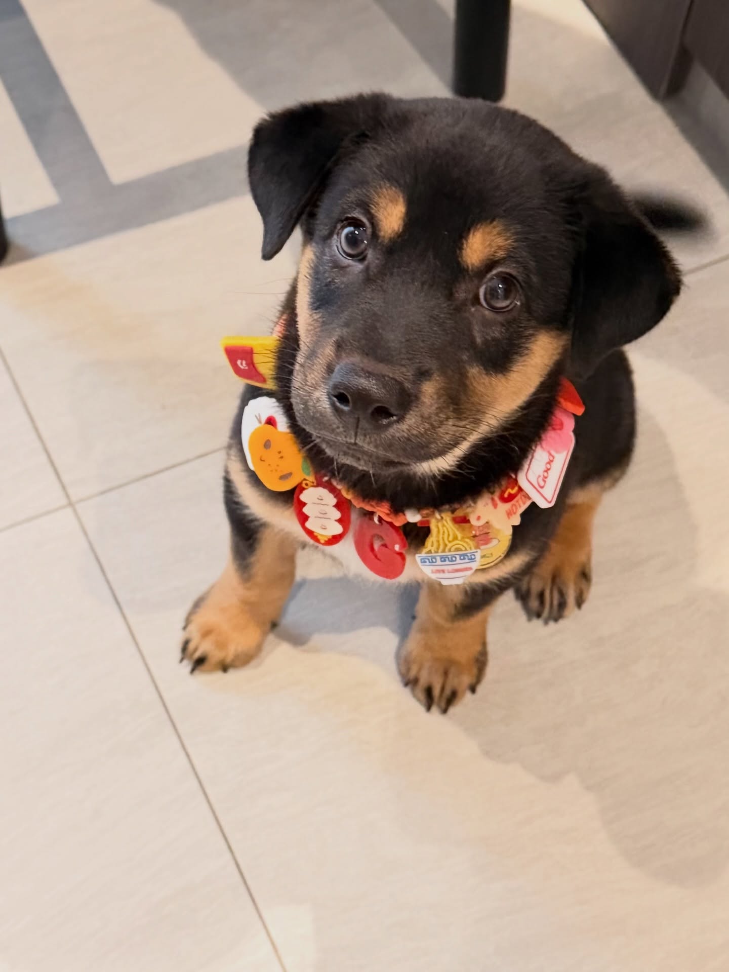 จั๊กจั่น - อคัมย์สิริ สุวรรณศุข