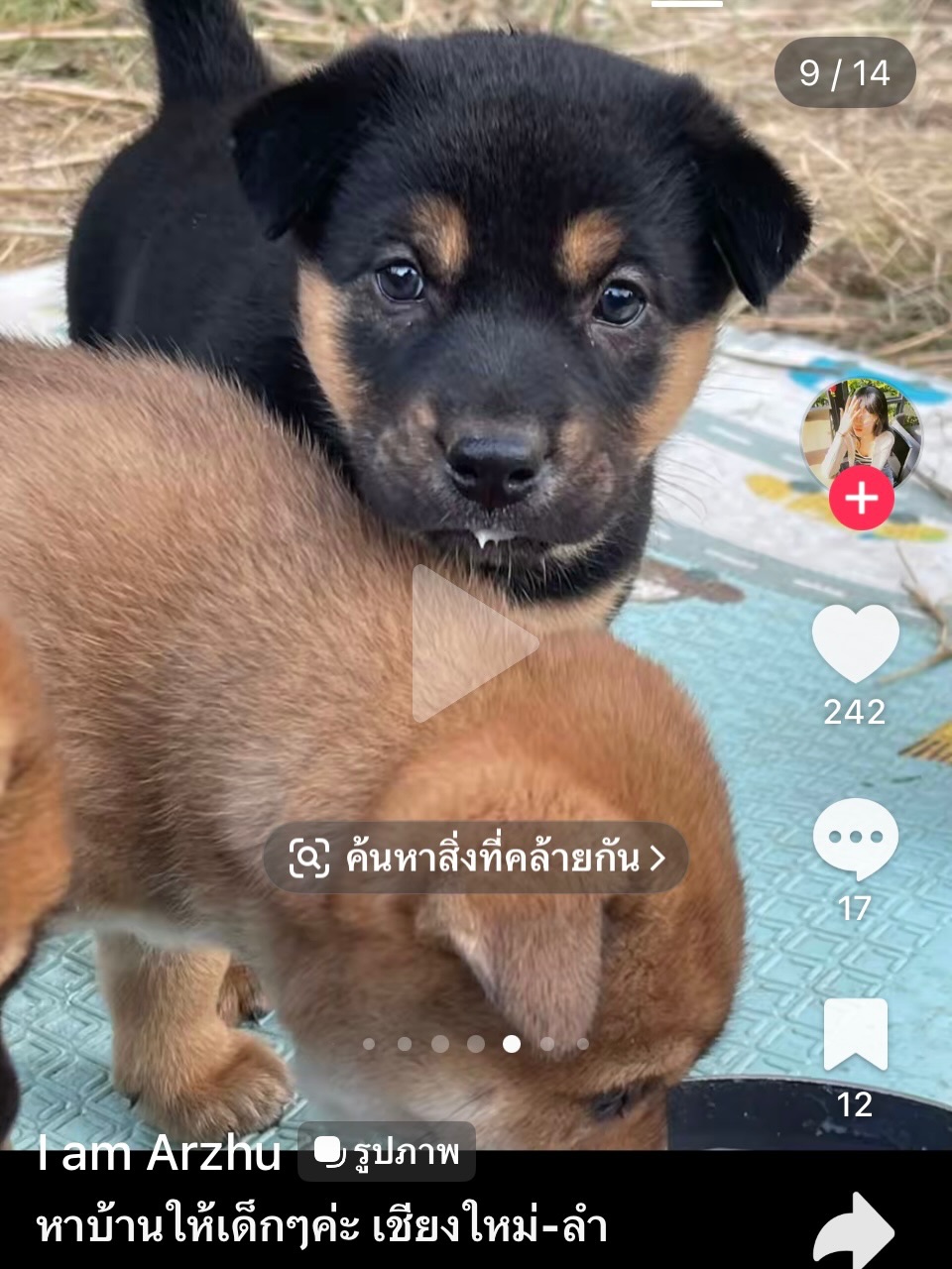 จั๊กจั่น - อคัมย์สิริ สุวรรณศุข