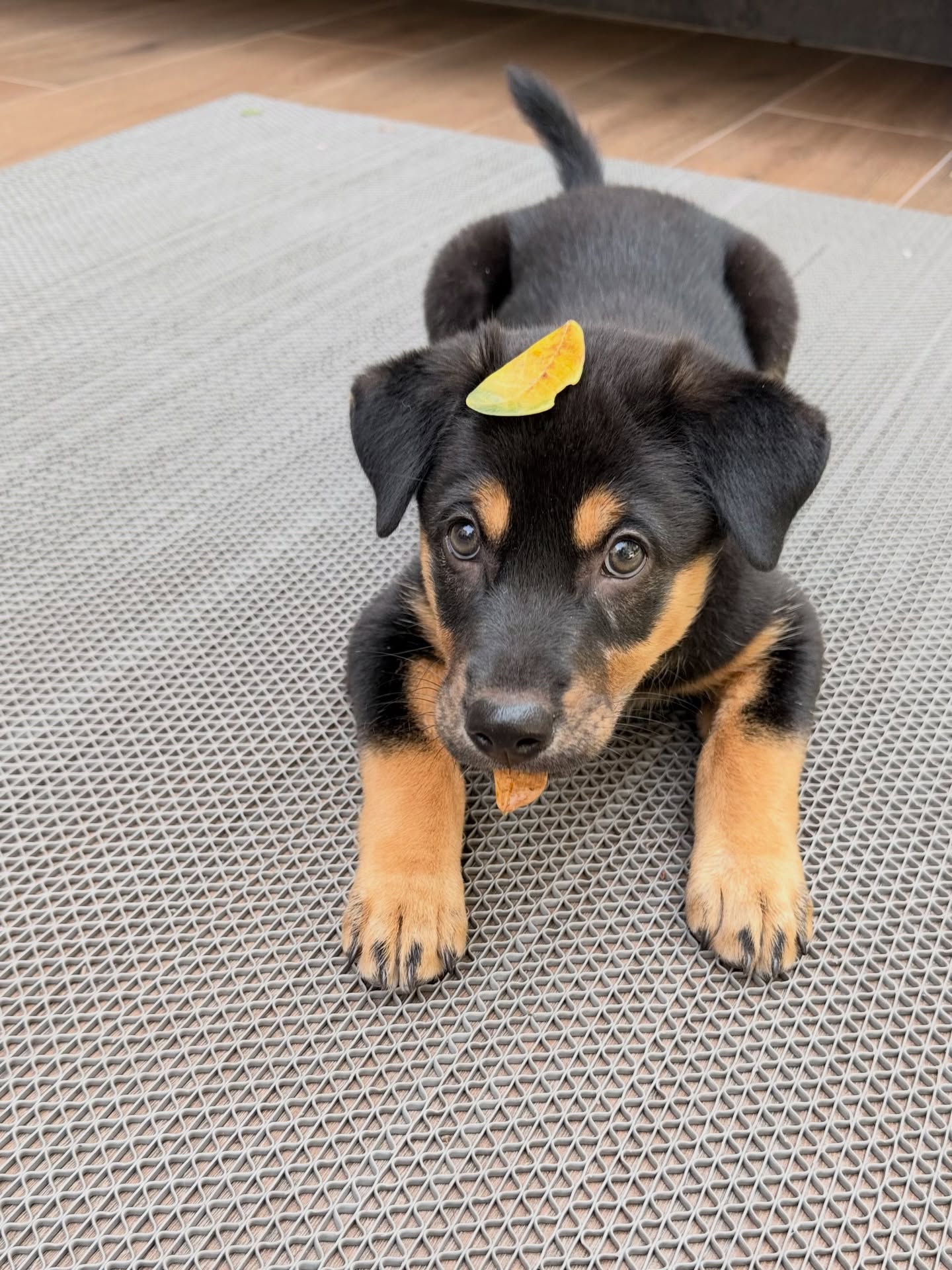 จั๊กจั่น - อคัมย์สิริ สุวรรณศุข