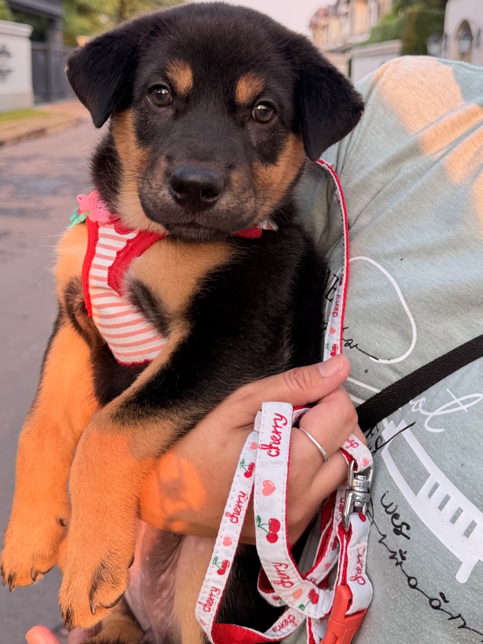 จั๊กจั่น - อคัมย์สิริ สุวรรณศุข