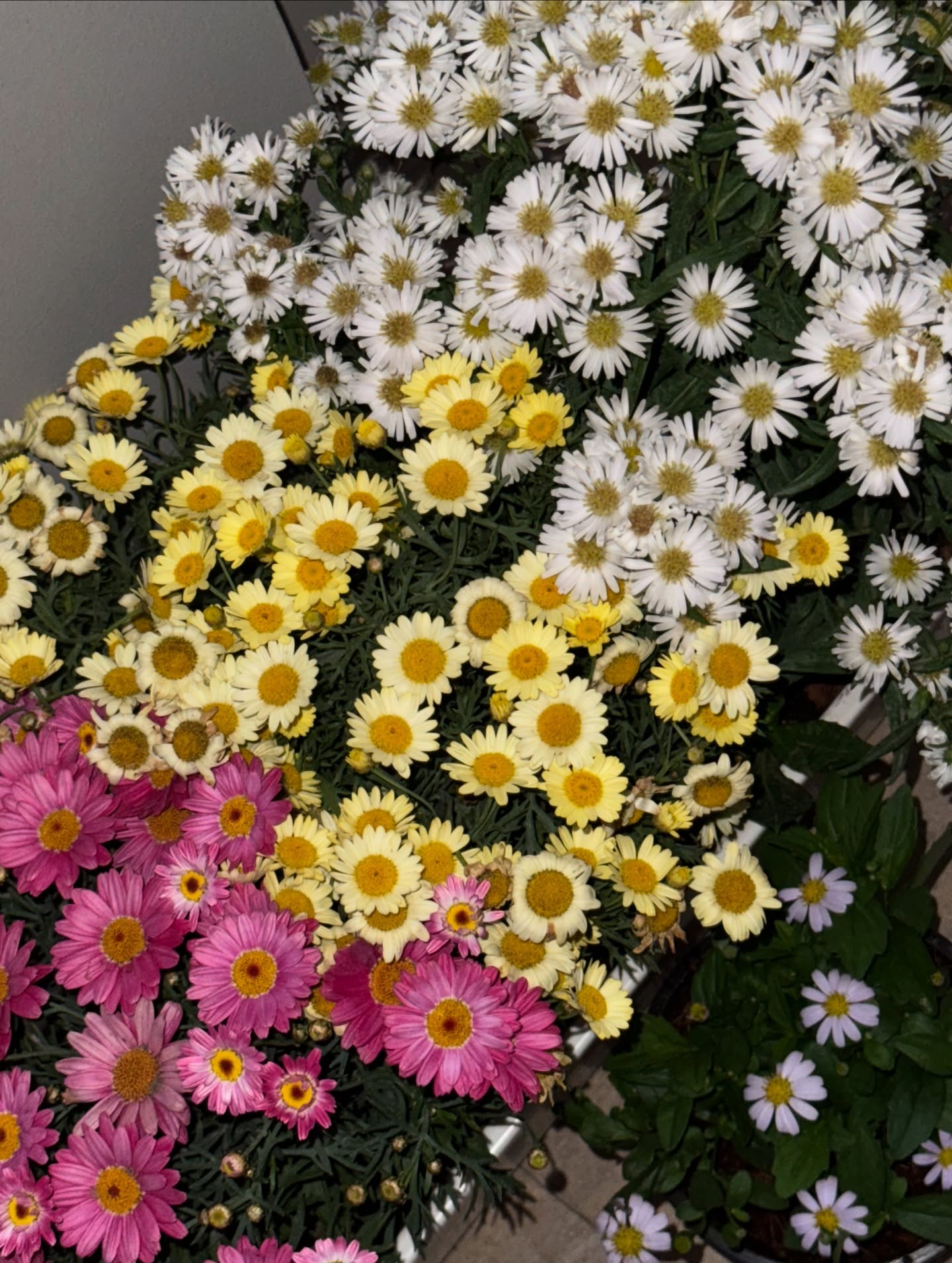 อู๋ - ธนบูรณ์ เกียรตินิรันดร์