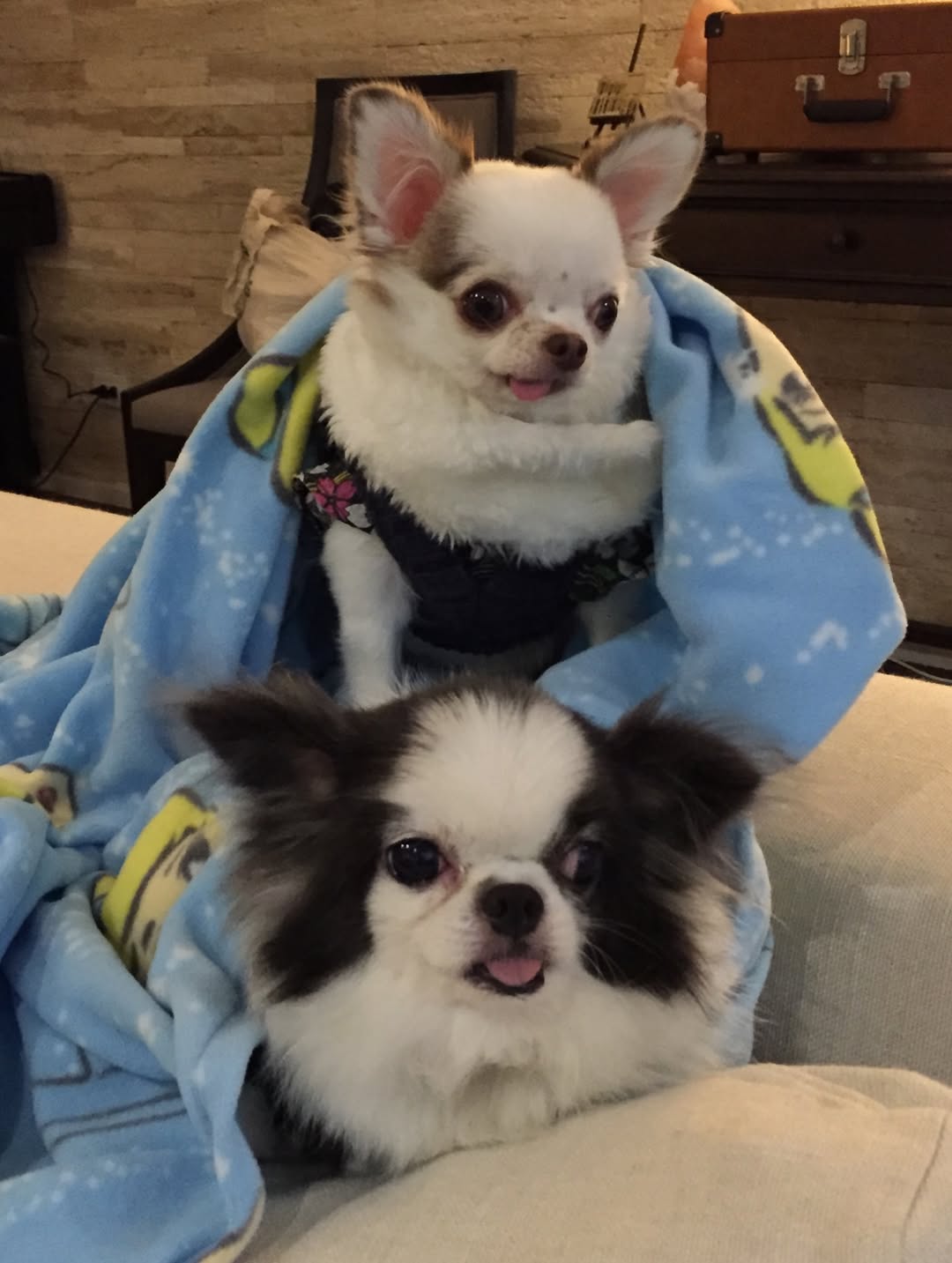 ต่าย - ชุติมา ทีปะนาถ