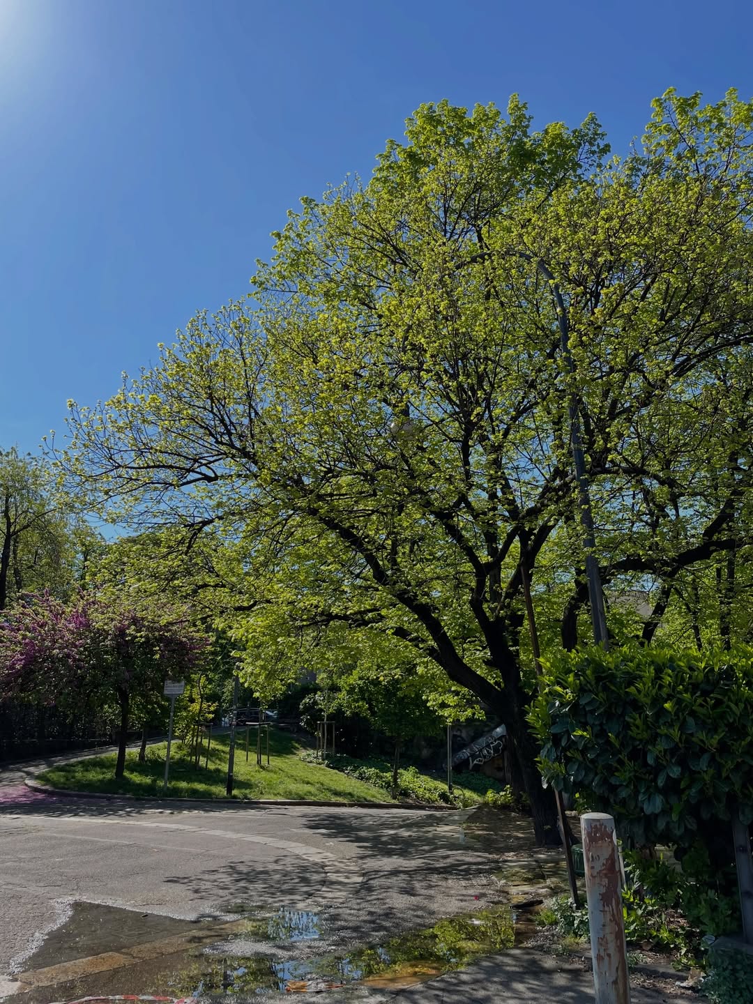 ต่าย - ชุติมา ทีปะนาถ