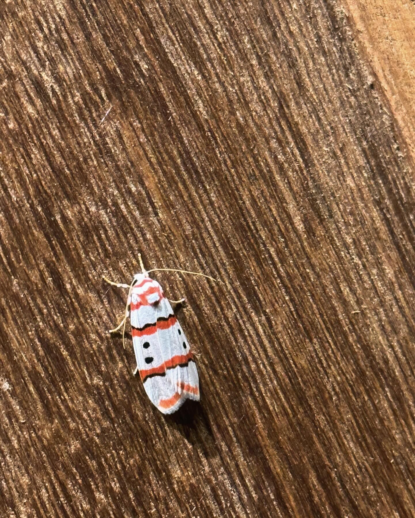 น้ำหวาน - รักษ์ณภัค วงศ์ธนทัศน์