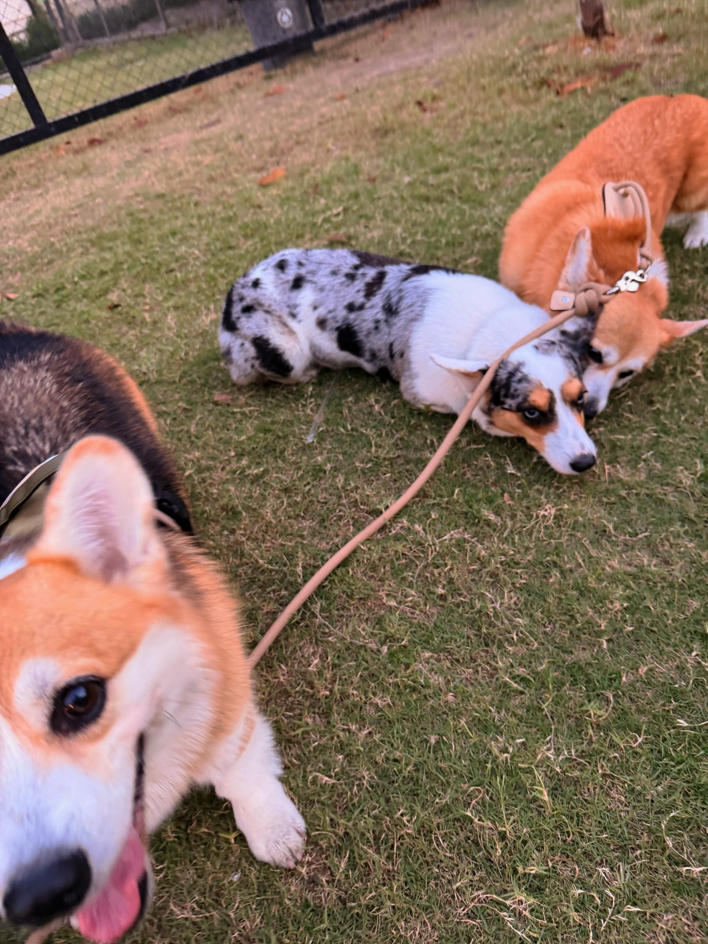 กอล์ฟ - พิชญะ นิธิไพศาลกุล