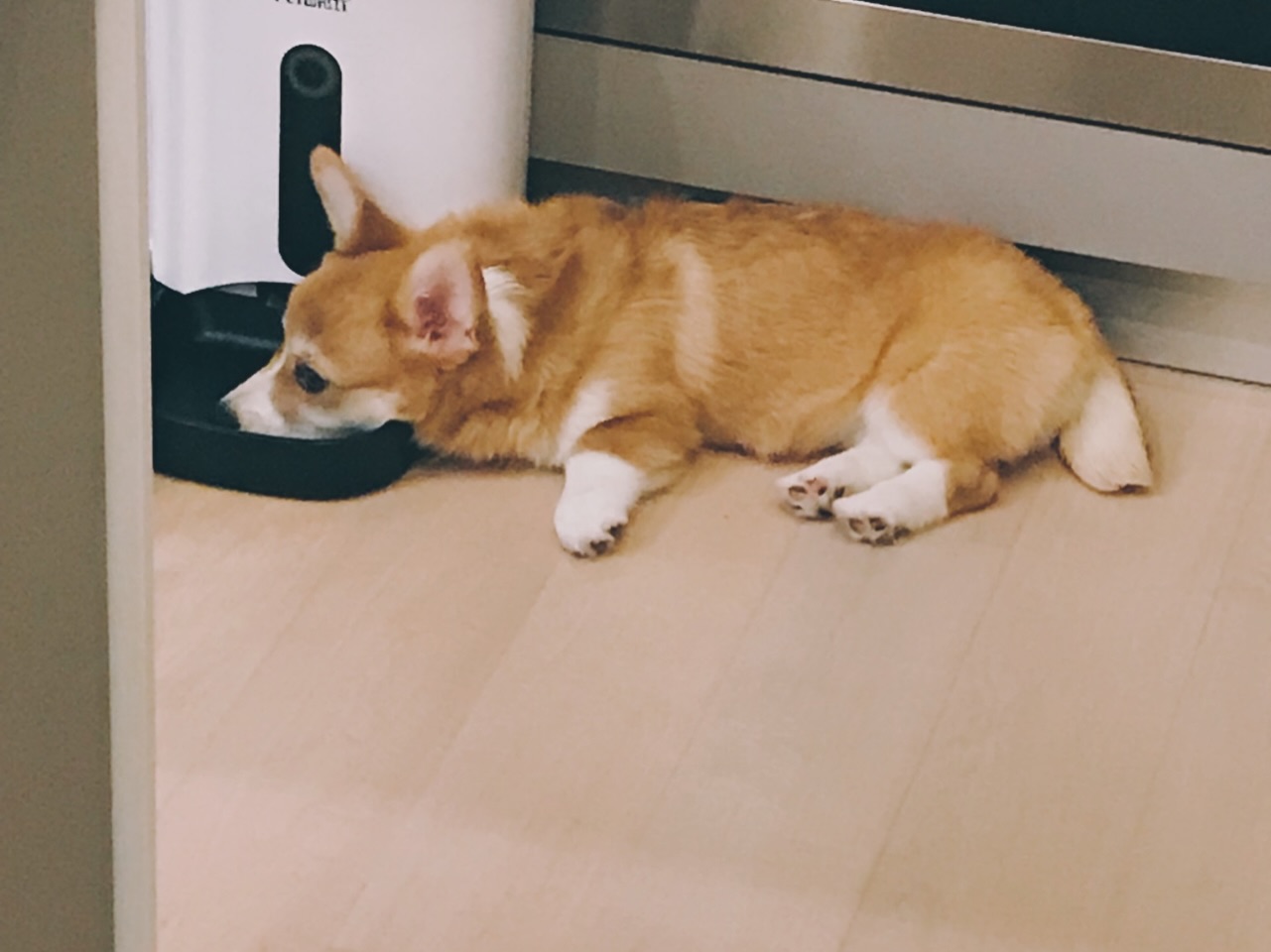 กอล์ฟ - พิชญะ นิธิไพศาลกุล