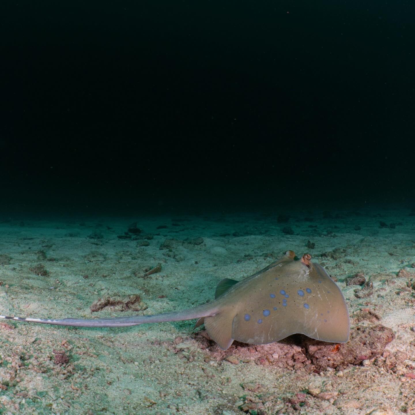 อเล็กซ์ เรนเดลล์