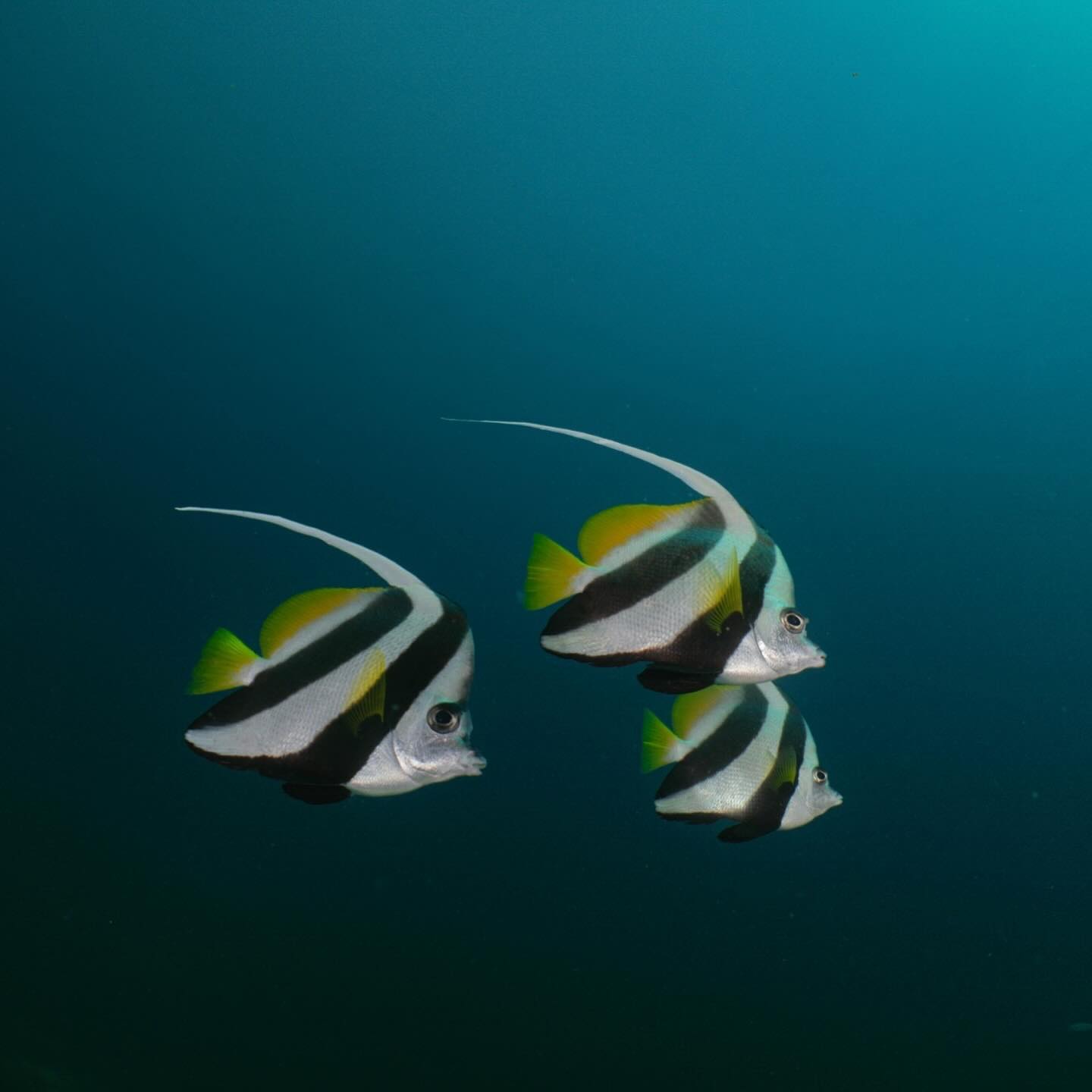 อเล็กซ์ เรนเดลล์