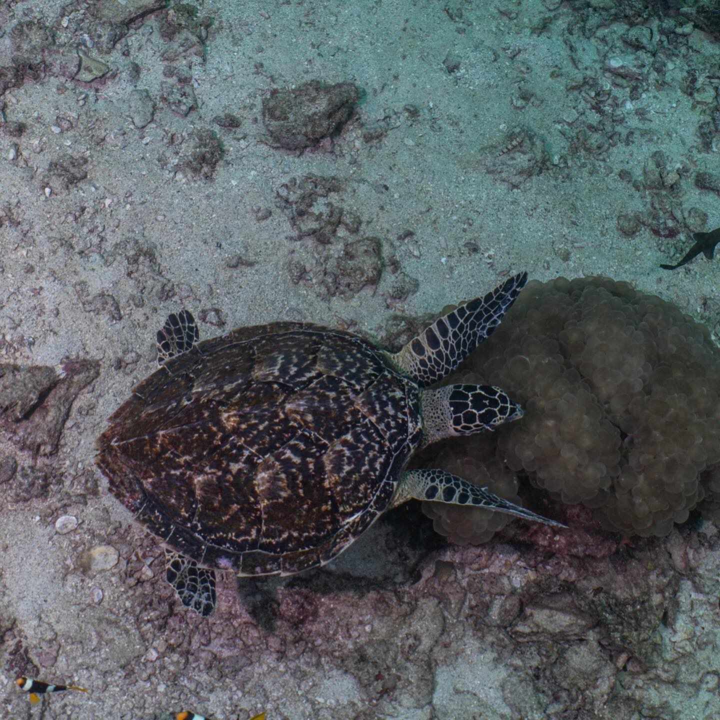 อเล็กซ์ เรนเดลล์