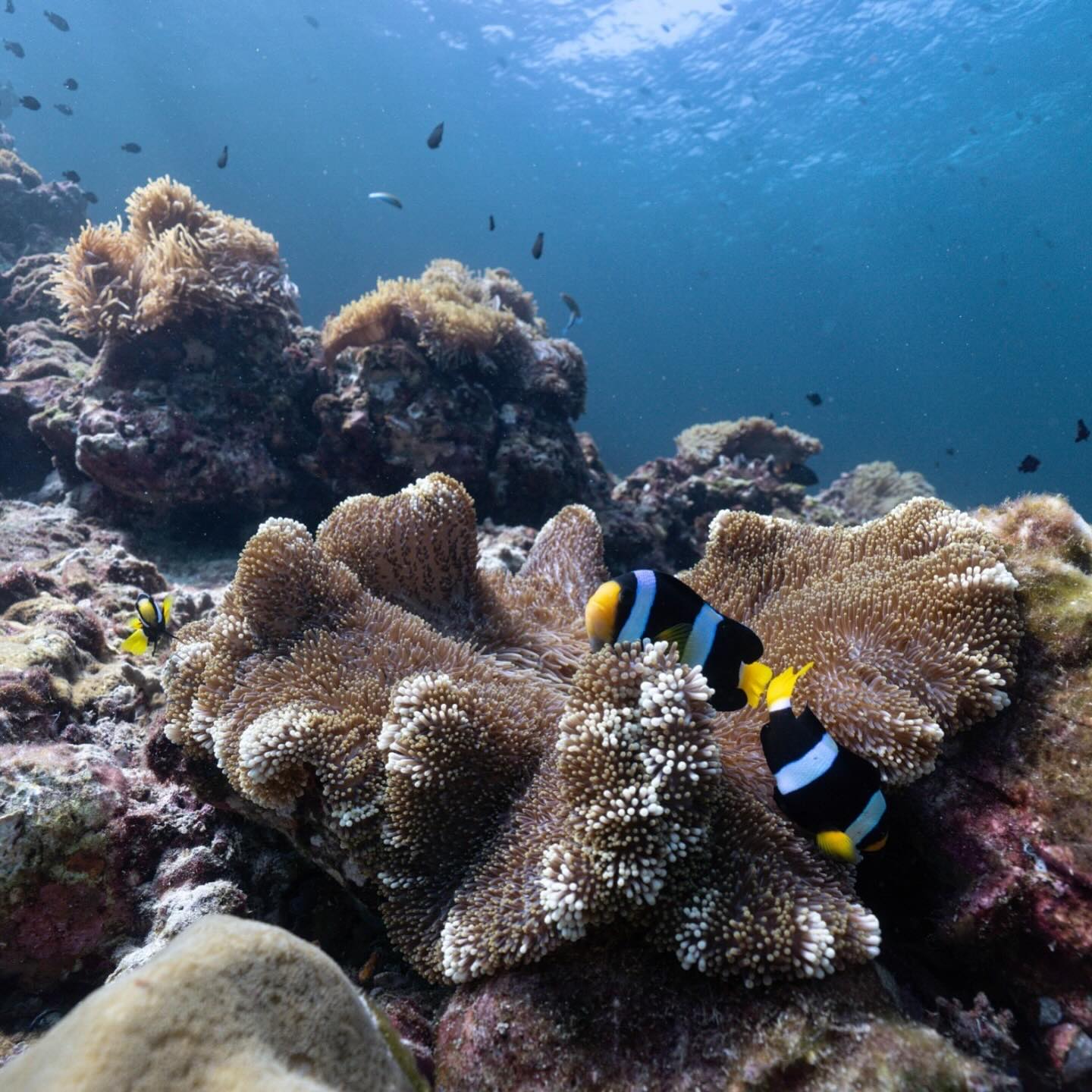 อเล็กซ์ เรนเดลล์