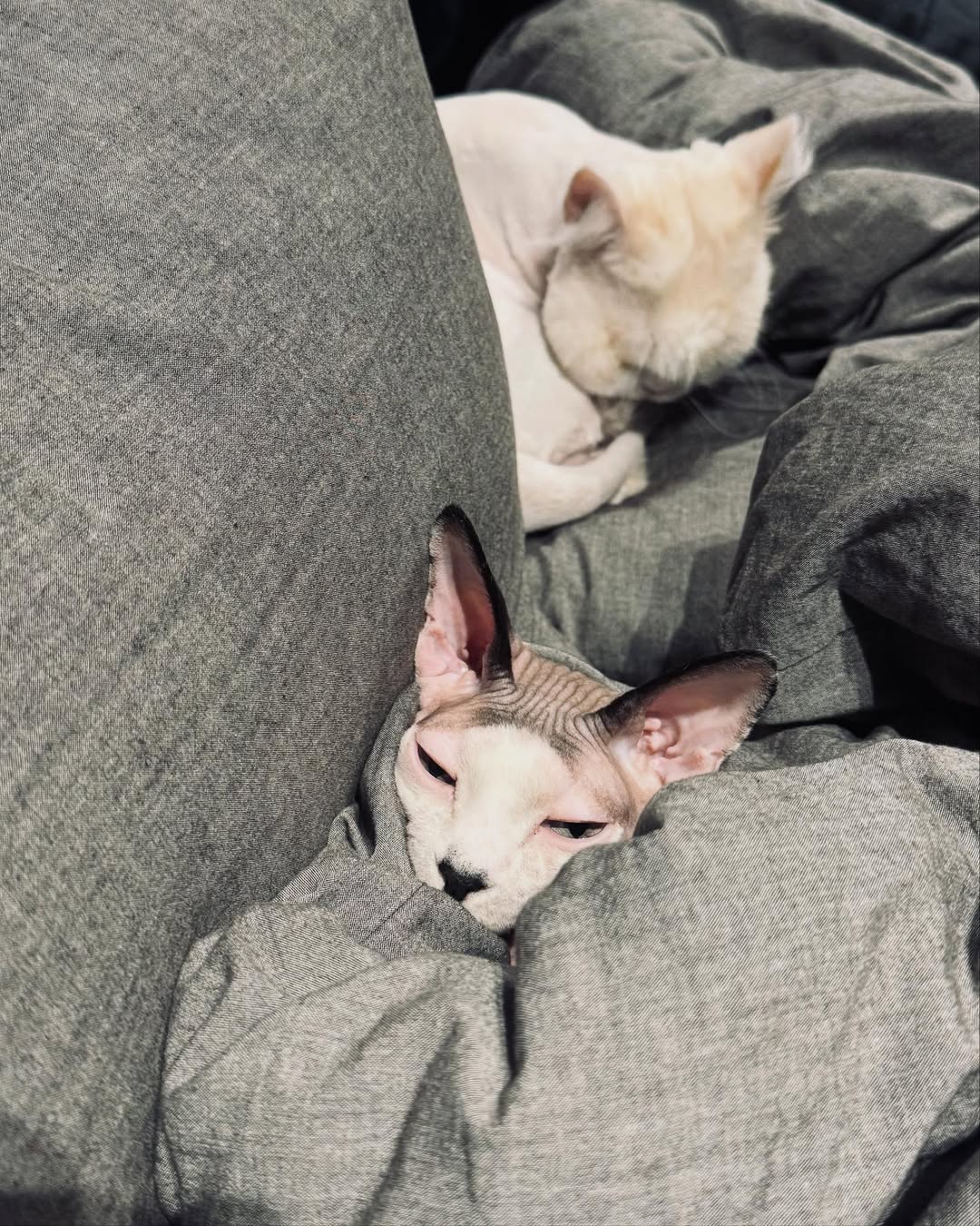 แบมแบม - กันต์พิมุกต์ ภูวกุล