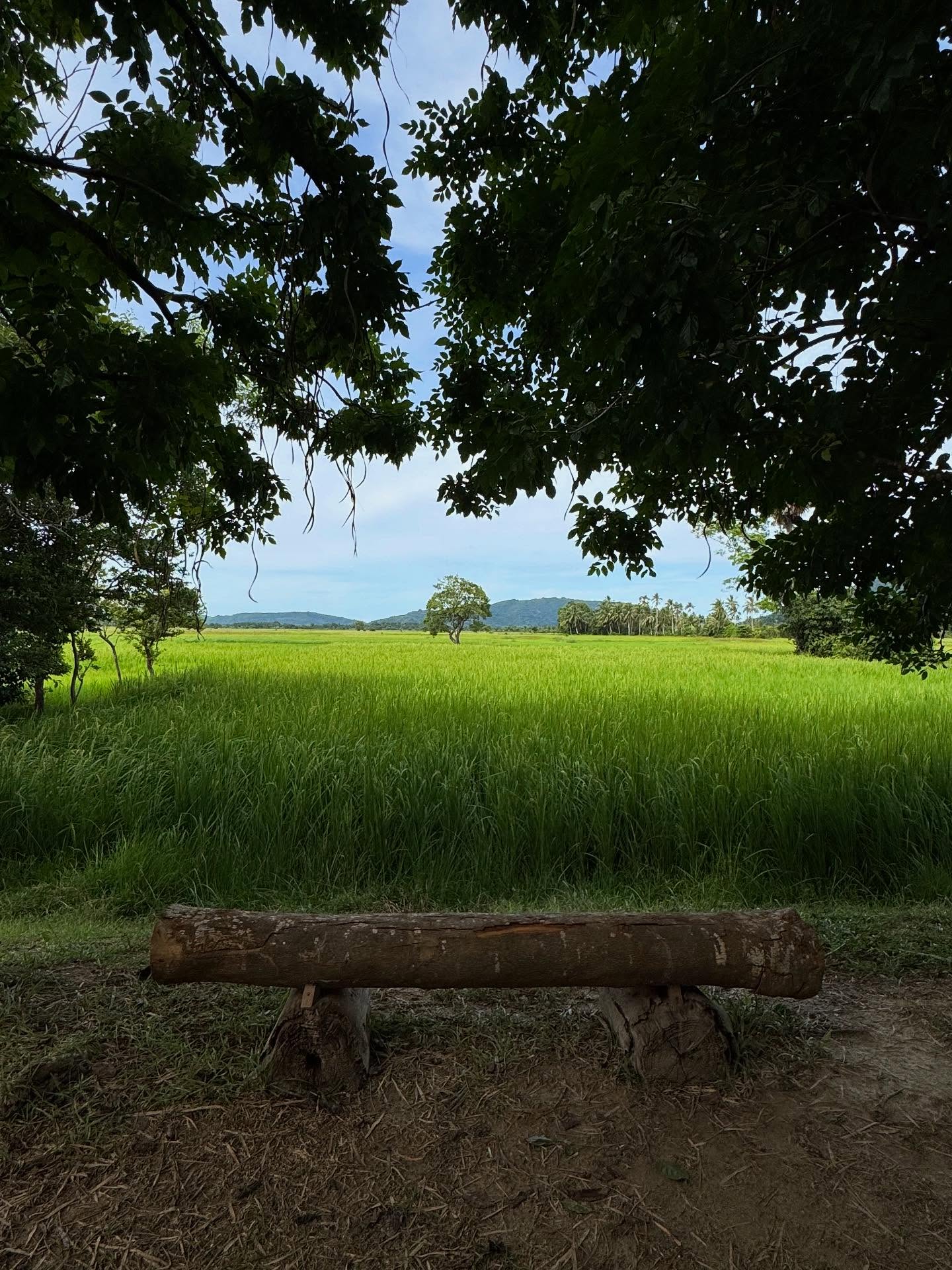 มิ้น - มิณฑิตา วัฒนกุล