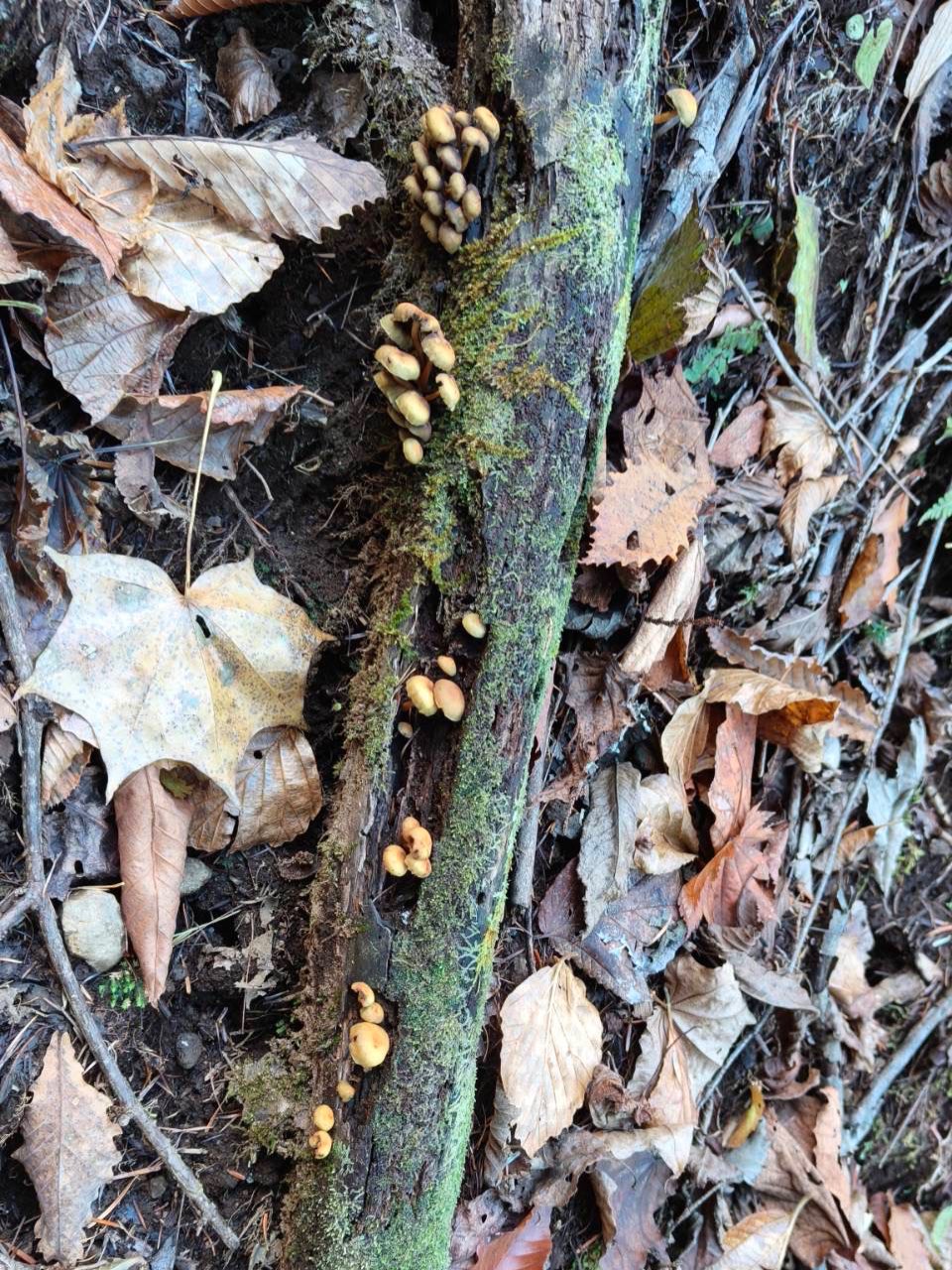 เวียร์ - ศุกลวัฒน์ คณารศ