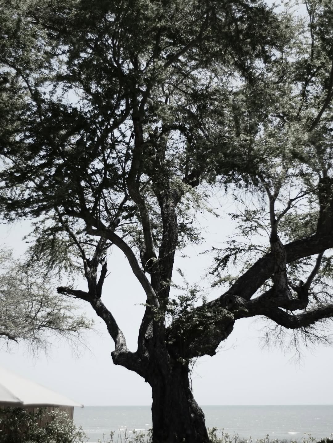 ชาย - ชาตโยดม หิรัญยัษฐิติ