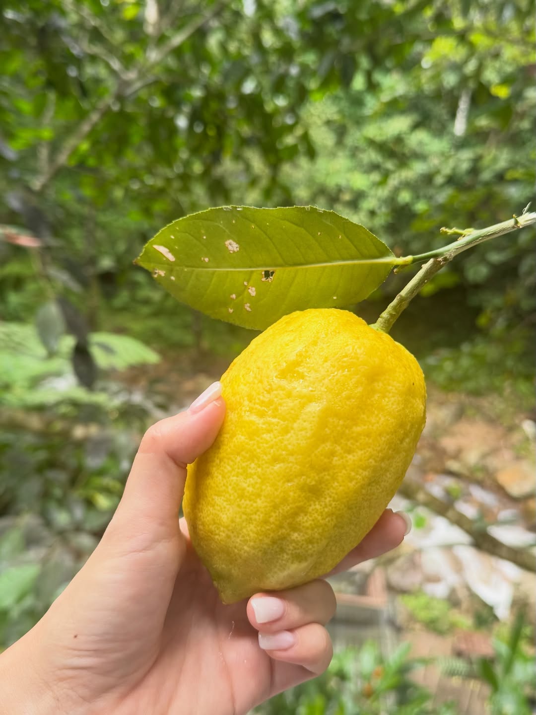 พลอย - ชิดจันทร์ ห่ง