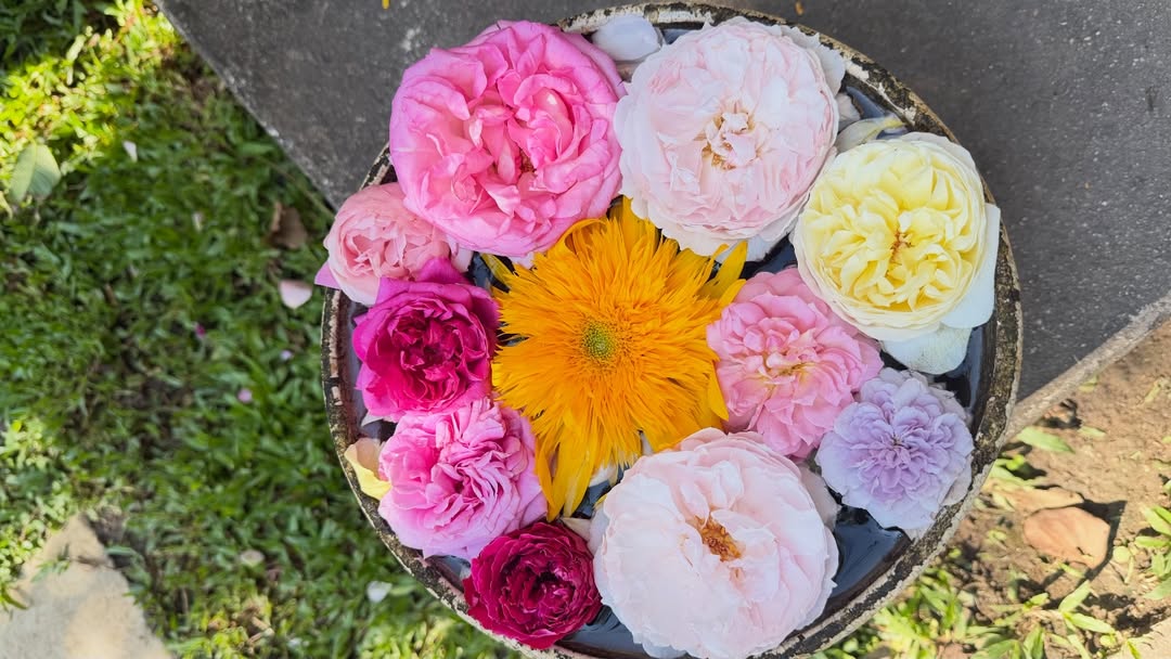 พลอย - ชิดจันทร์ ห่ง