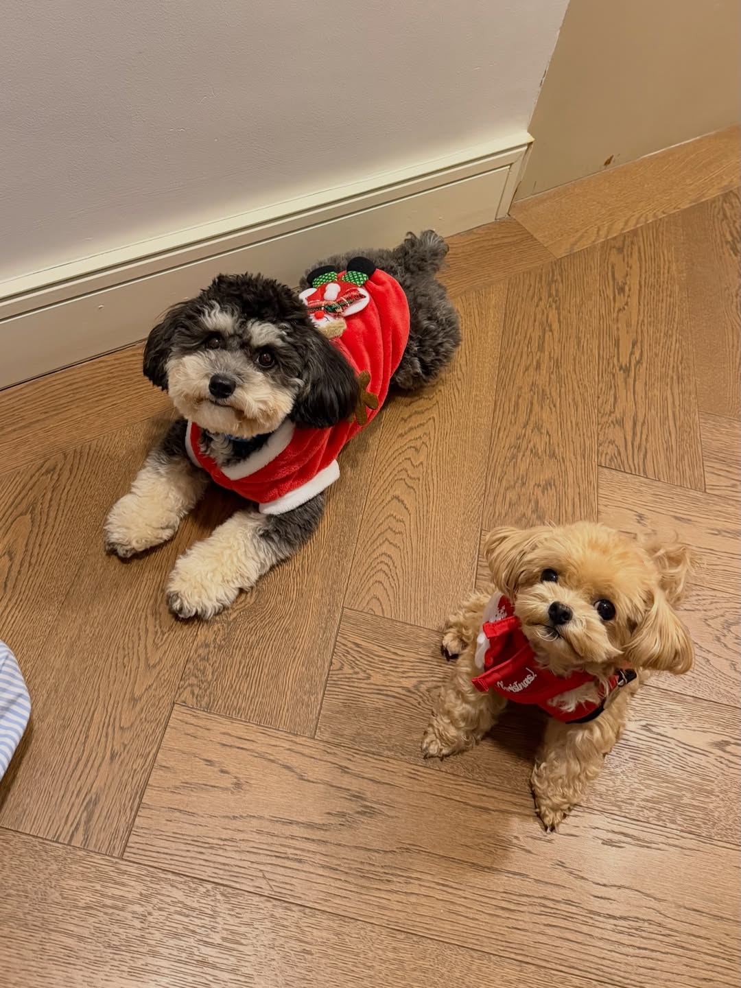 พลอย - ชิดจันทร์ ห่ง