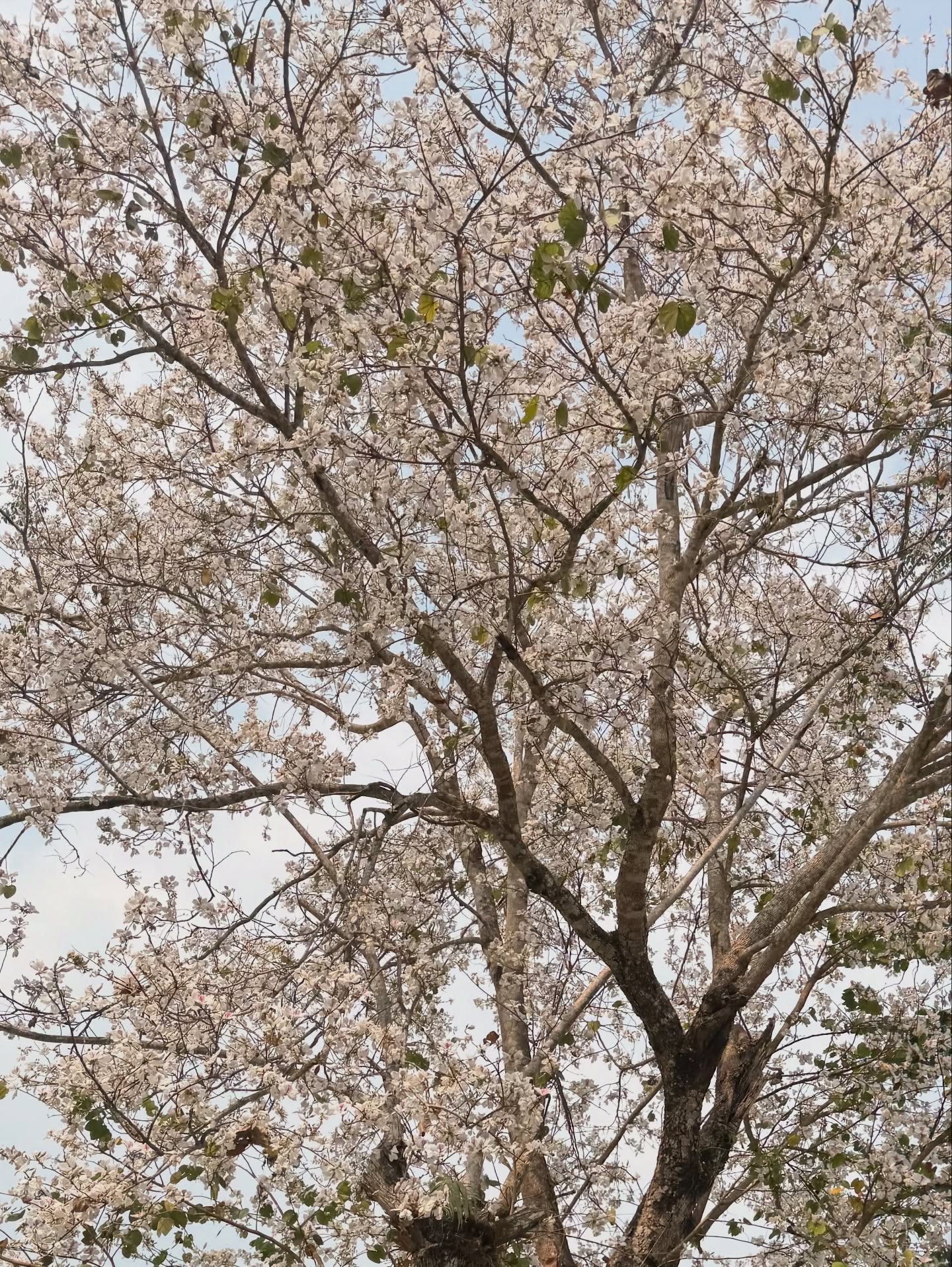 พลอย - ชิดจันทร์ ห่ง