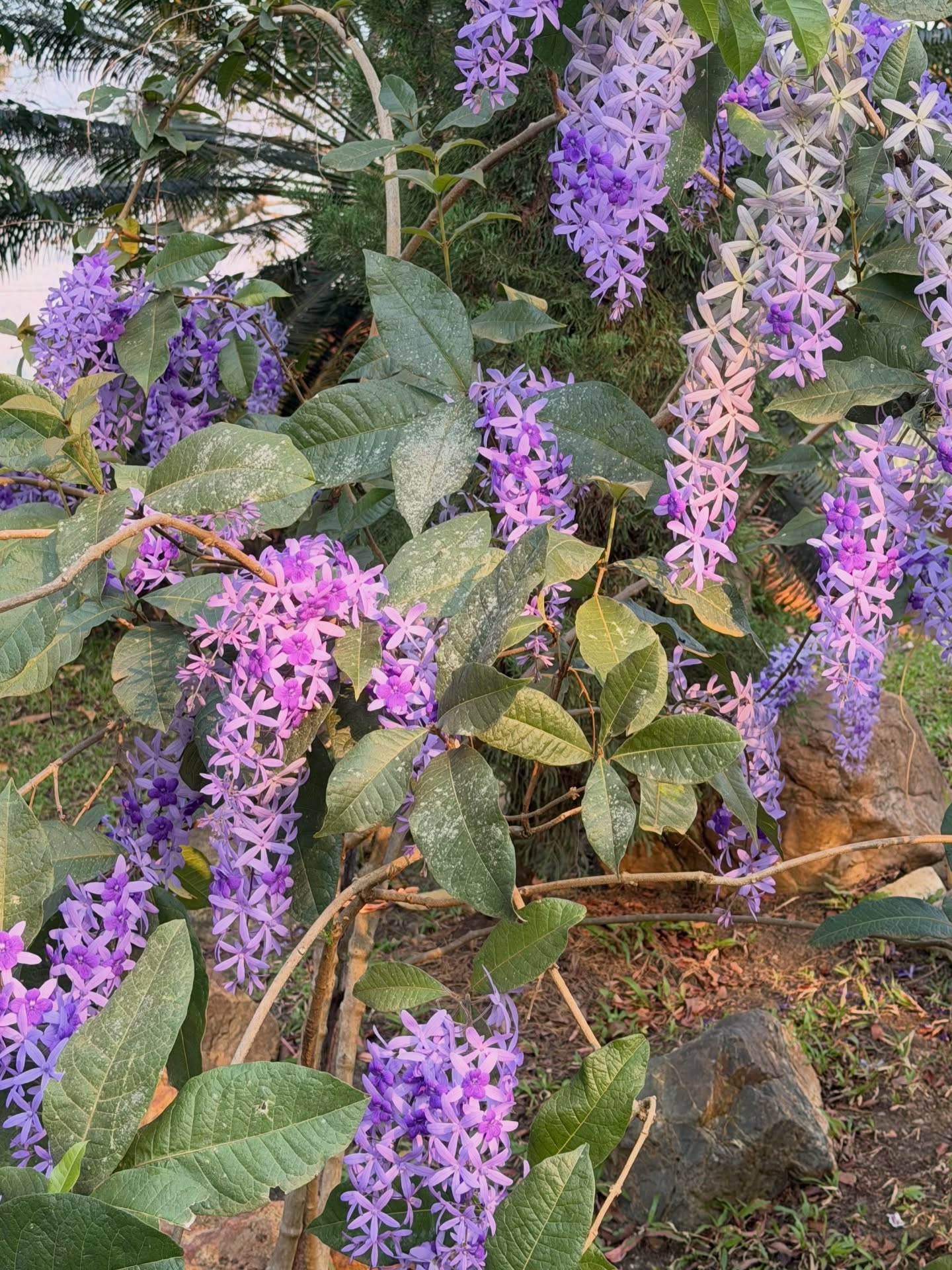 พลอย - ชิดจันทร์ ห่ง