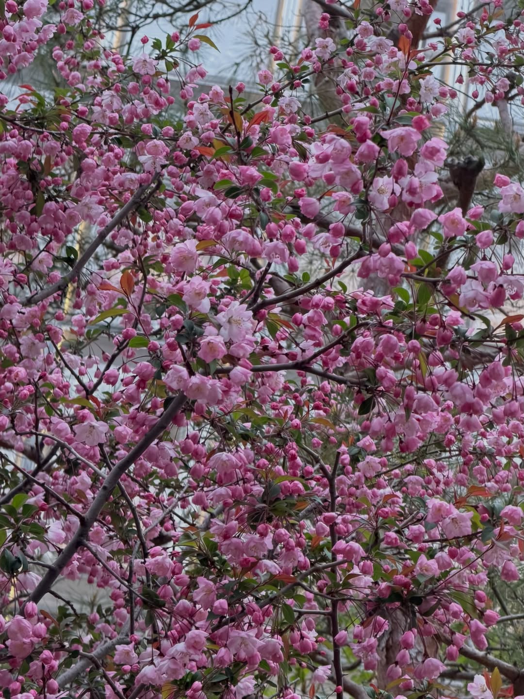 พลอย - ชิดจันทร์ ห่ง