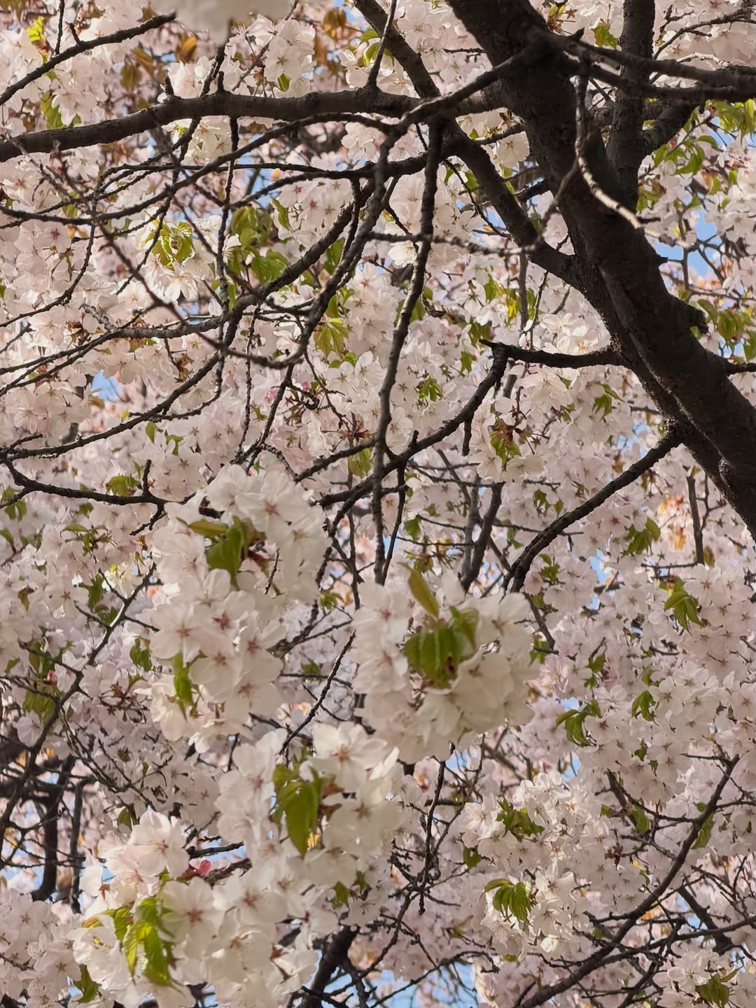 พลอย - ชิดจันทร์ ห่ง