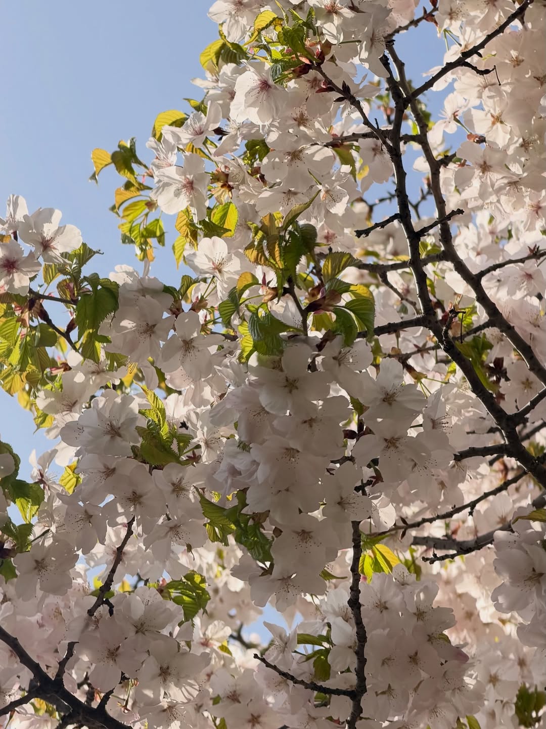 พลอย - ชิดจันทร์ ห่ง