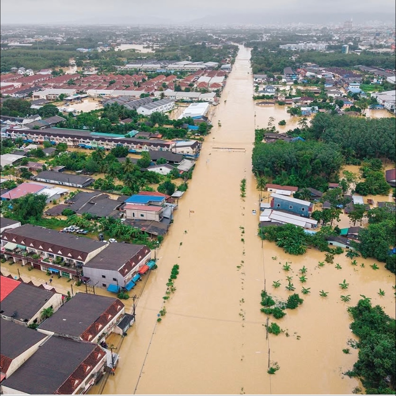 แอน - อลิชา หิรัญพฤกษ์