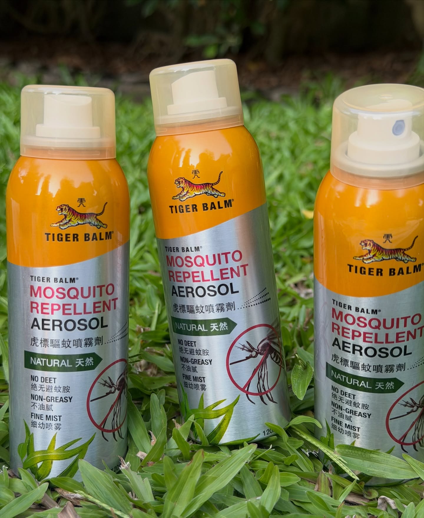 แอน - อลิชา หิรัญพฤกษ์