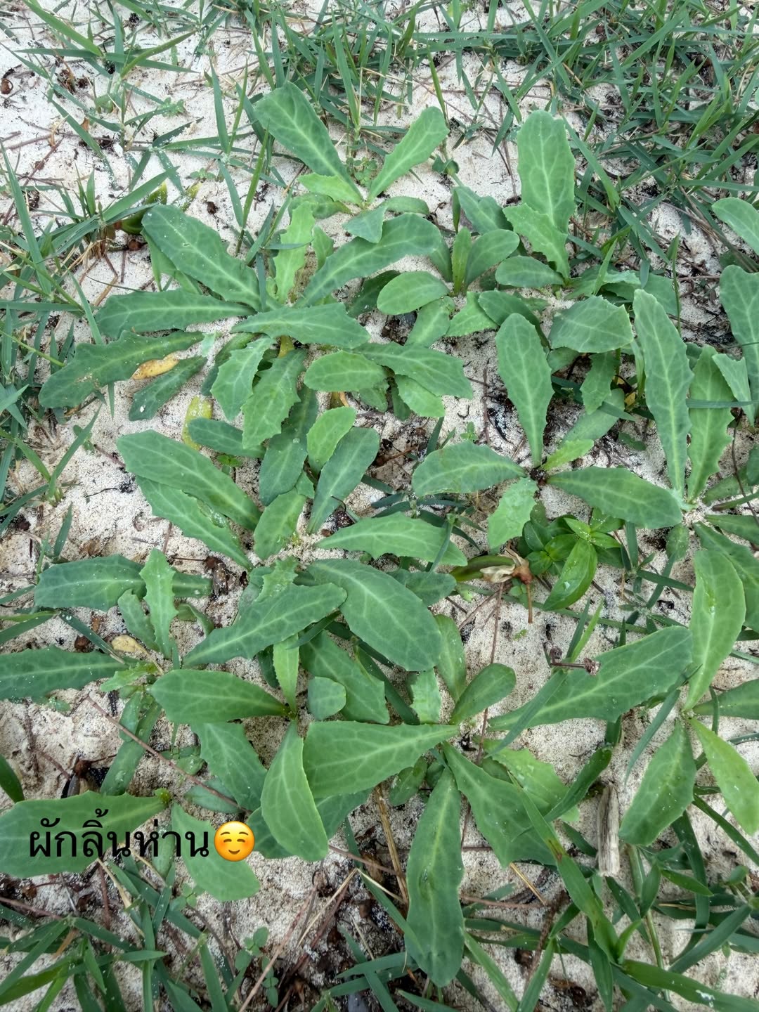 แอน - อลิชา หิรัญพฤกษ์