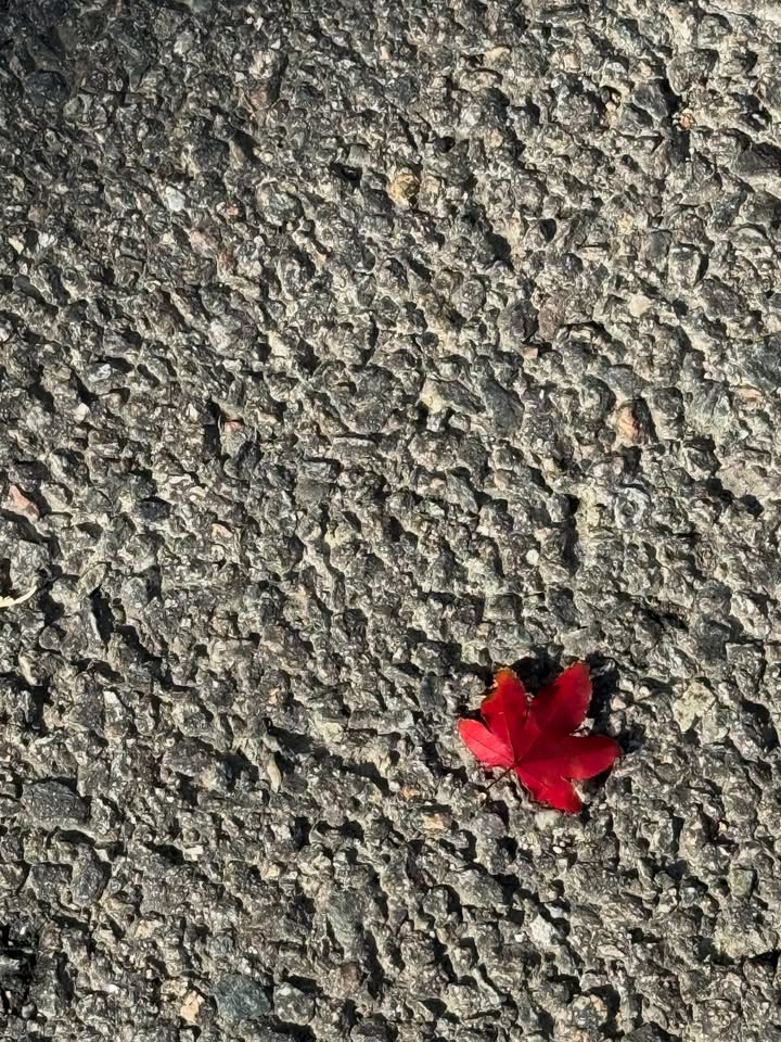 ฟาง - ธนันต์ธรญ์ นีระสิงห์