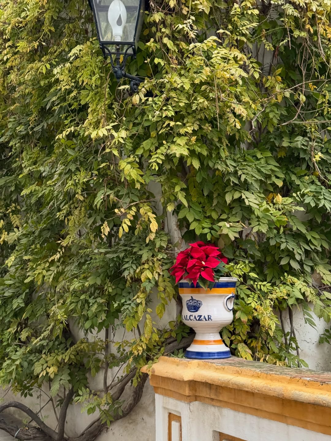 ฟาง - ธนันต์ธรญ์ นีระสิงห์