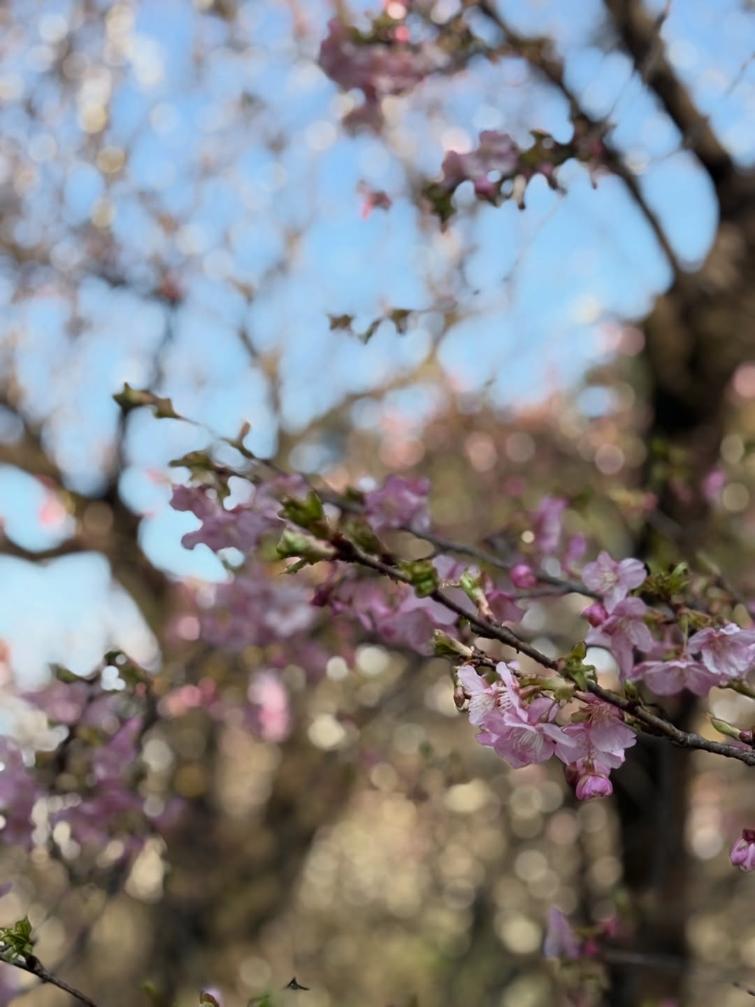 ฟาง - ธนันต์ธรญ์ นีระสิงห์