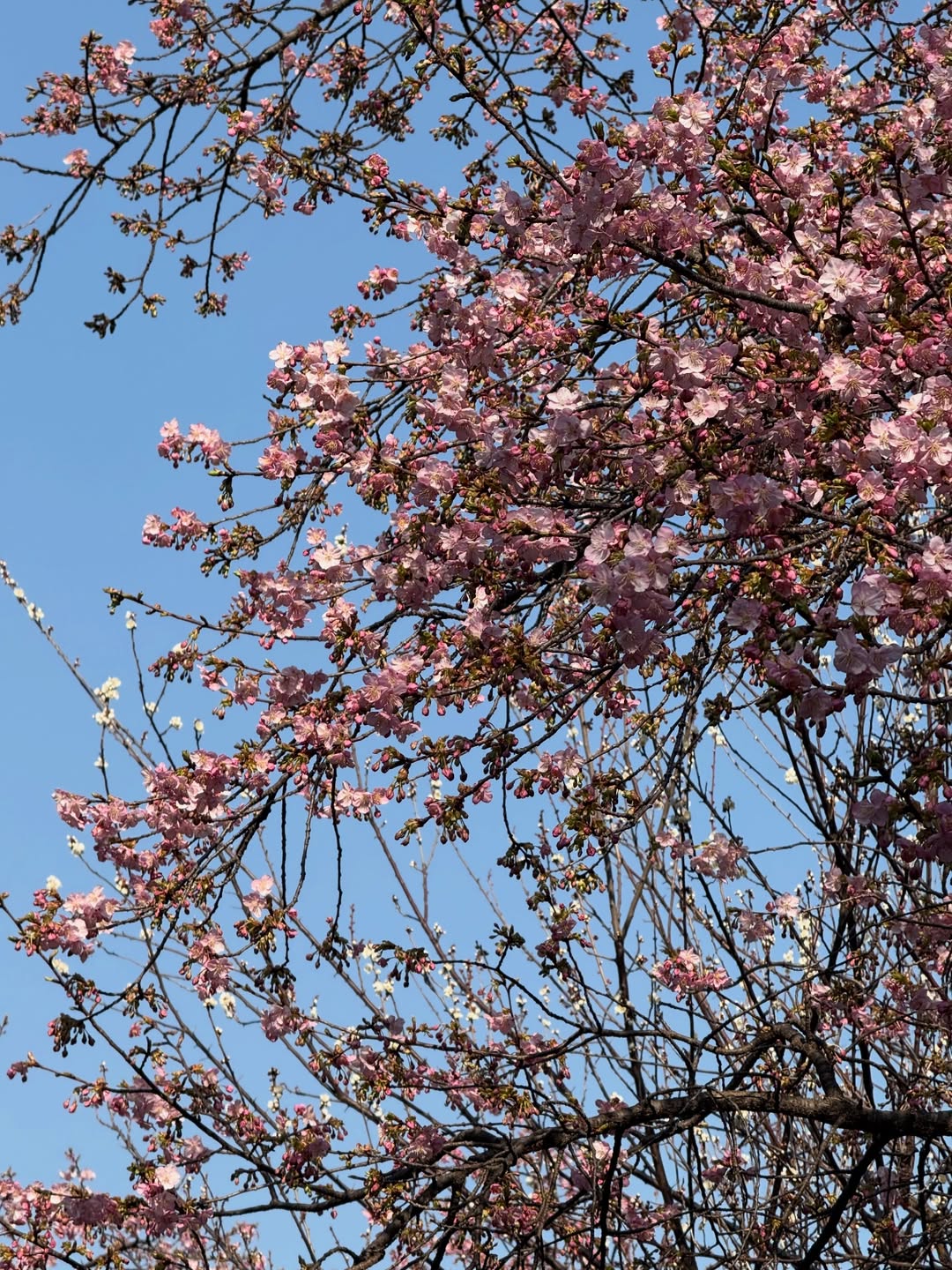 ฟาง - ธนันต์ธรญ์ นีระสิงห์