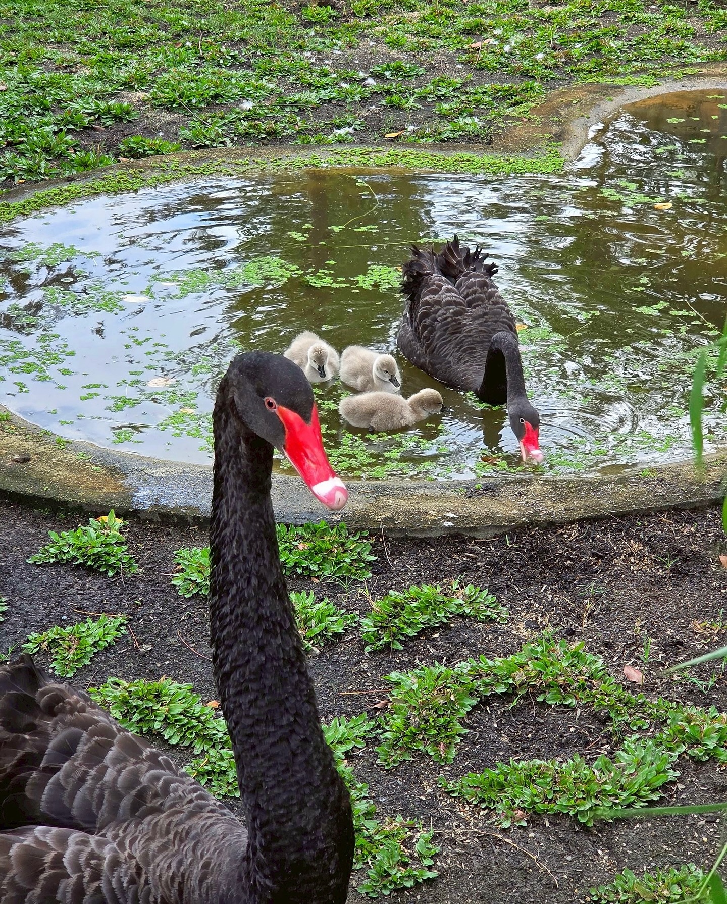 นานิ - หิรัญกฤษฎิ์ ช่างคำ
