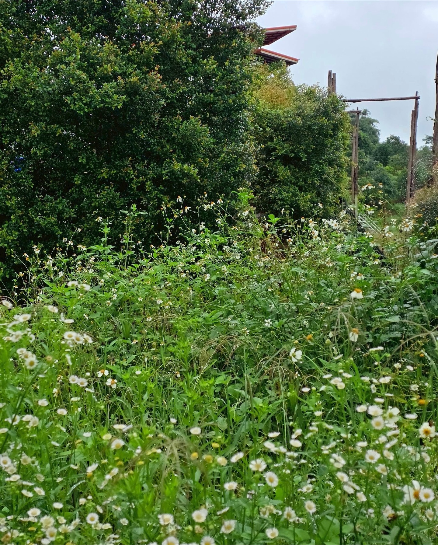 นานิ - หิรัญกฤษฎิ์ ช่างคำ