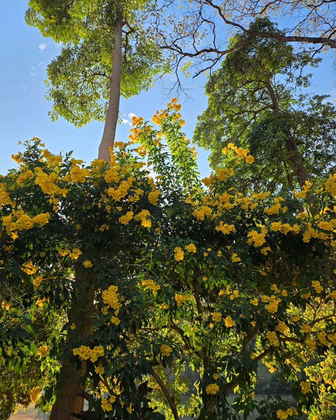 นานิ - หิรัญกฤษฎิ์ ช่างคำ