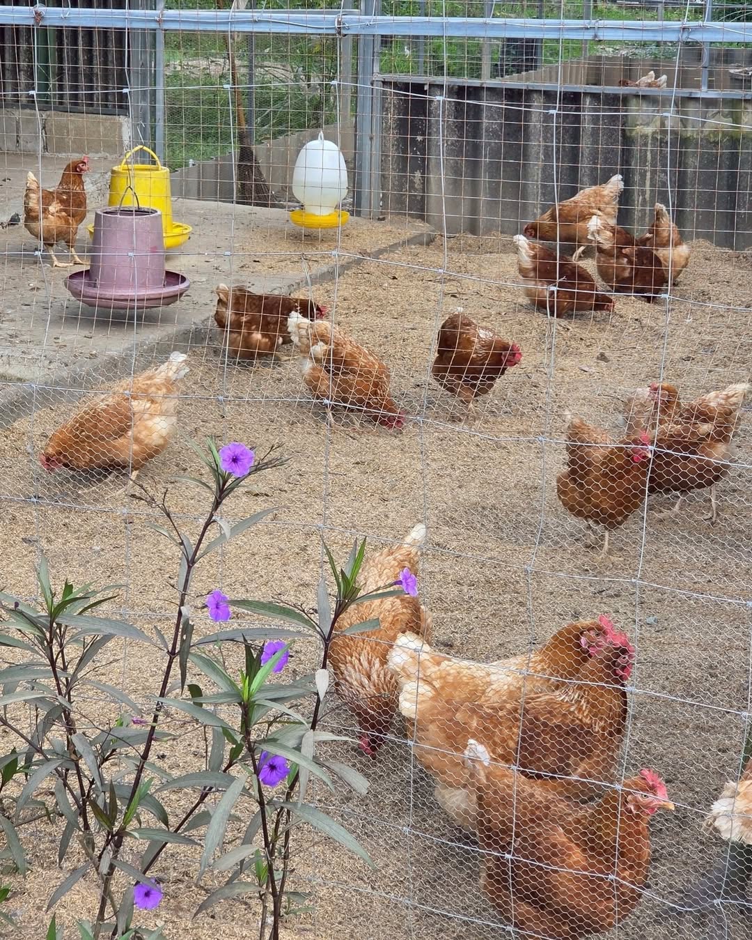 นานิ - หิรัญกฤษฎิ์ ช่างคำ