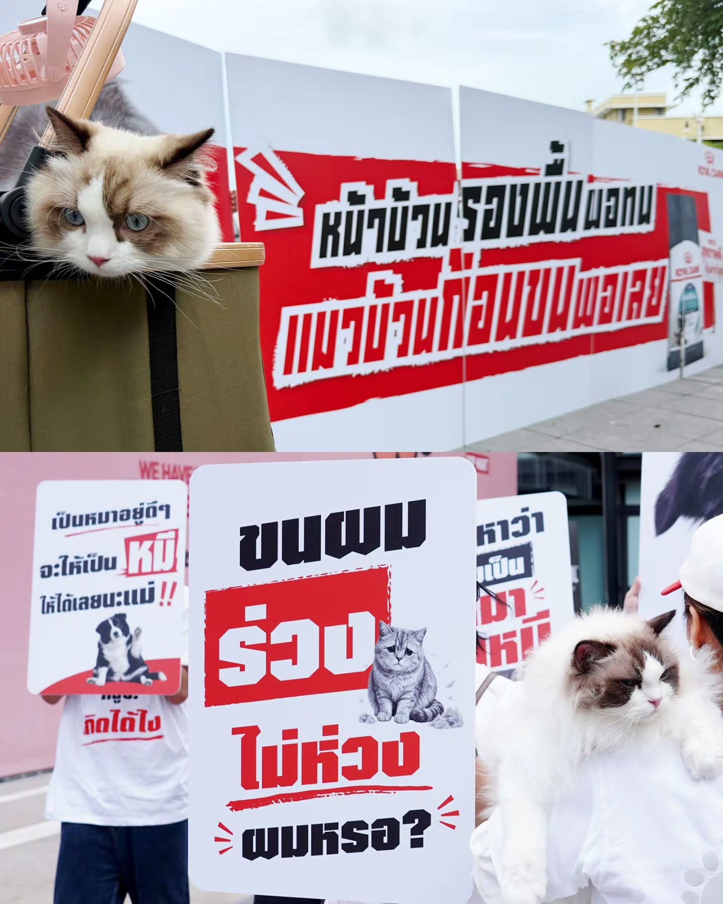 นานิ - หิรัญกฤษฎิ์ ช่างคำ