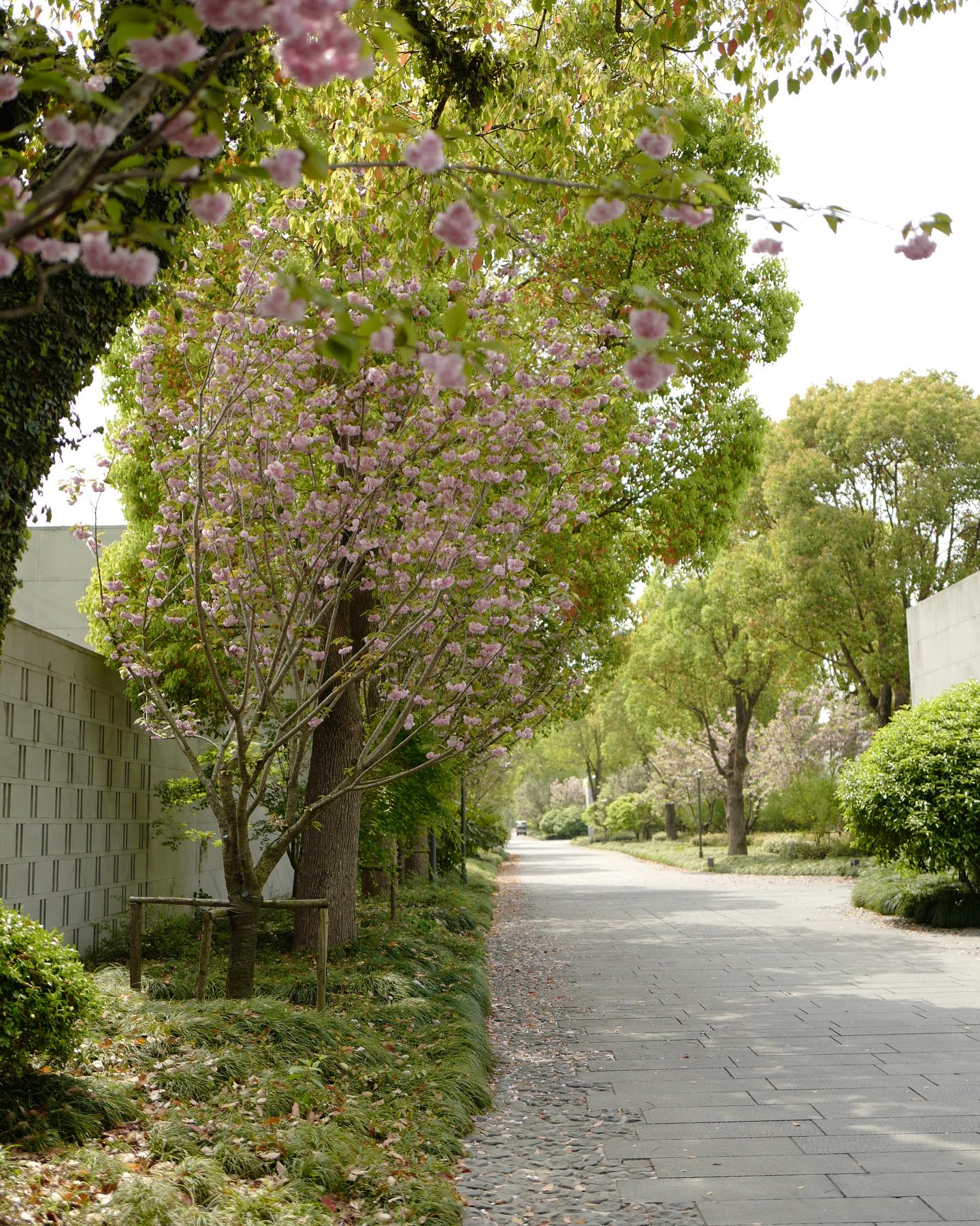 วุ้นเส้น - วิริฒิพา ภักดีประสงค์