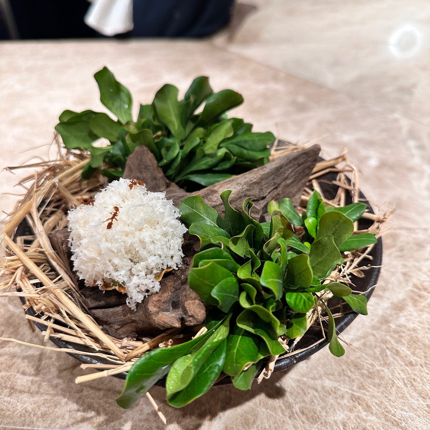 วุ้นเส้น - วิริฒิพา ภักดีประสงค์