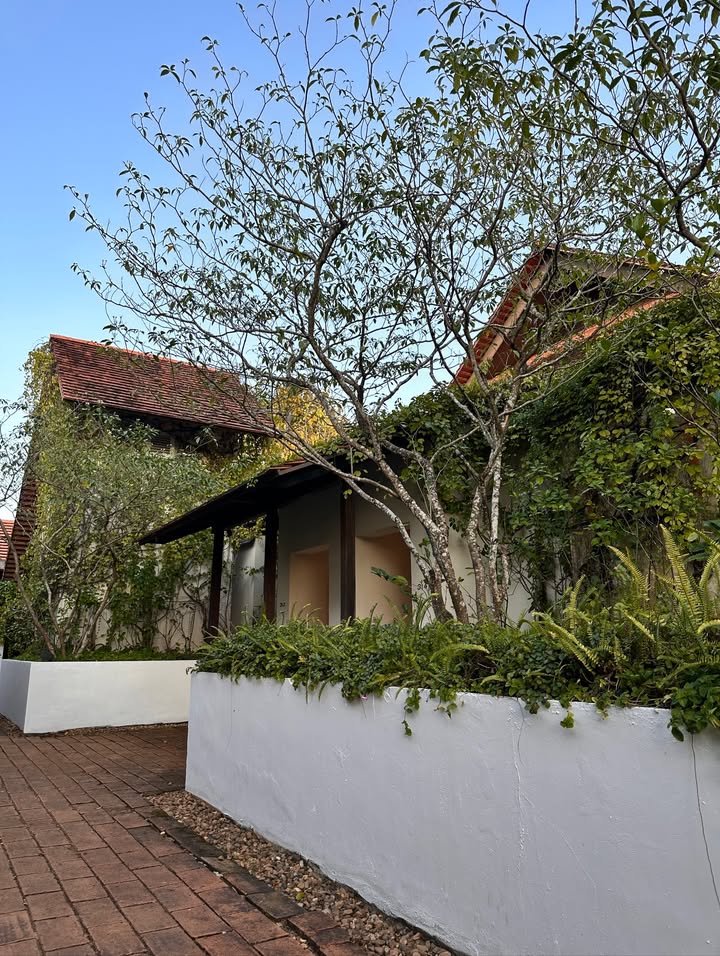 วุ้นเส้น - วิริฒิพา ภักดีประสงค์