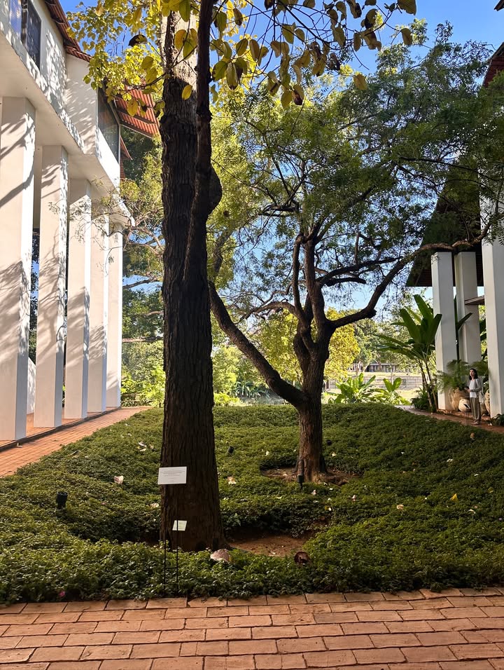 วุ้นเส้น - วิริฒิพา ภักดีประสงค์