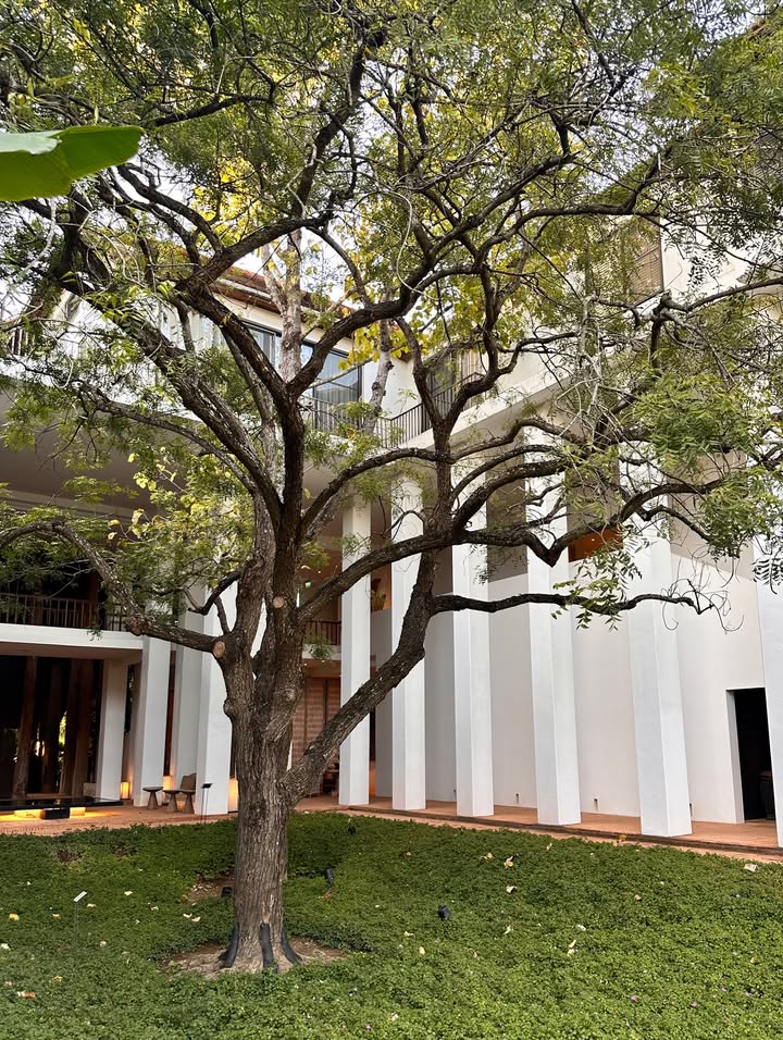 วุ้นเส้น - วิริฒิพา ภักดีประสงค์