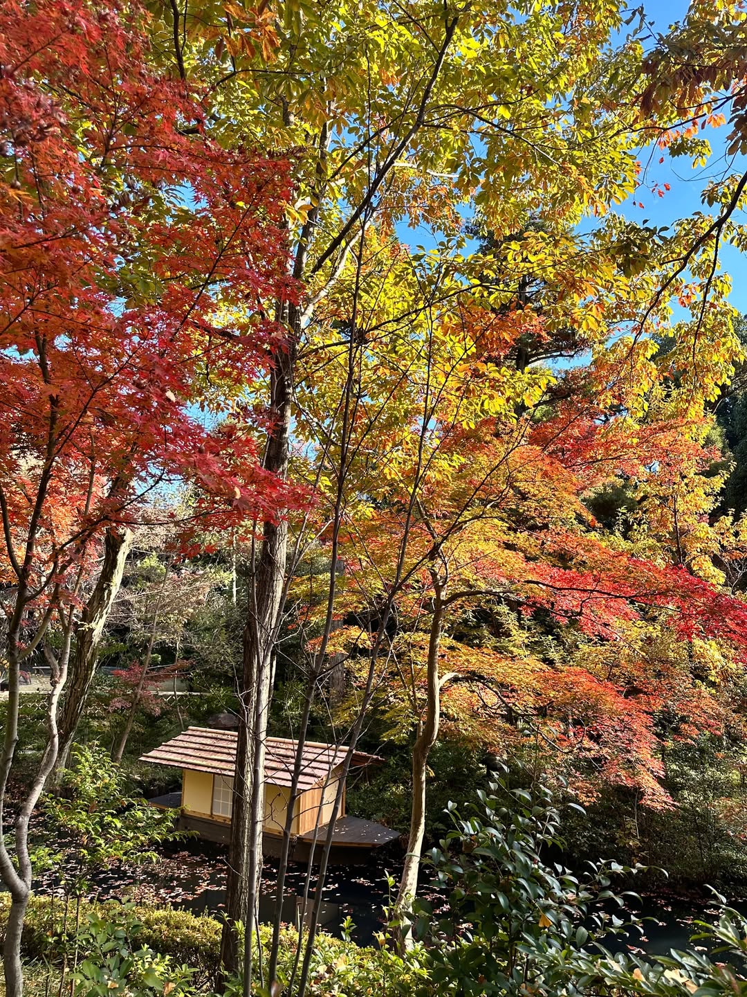 วุ้นเส้น - วิริฒิพา ภักดีประสงค์